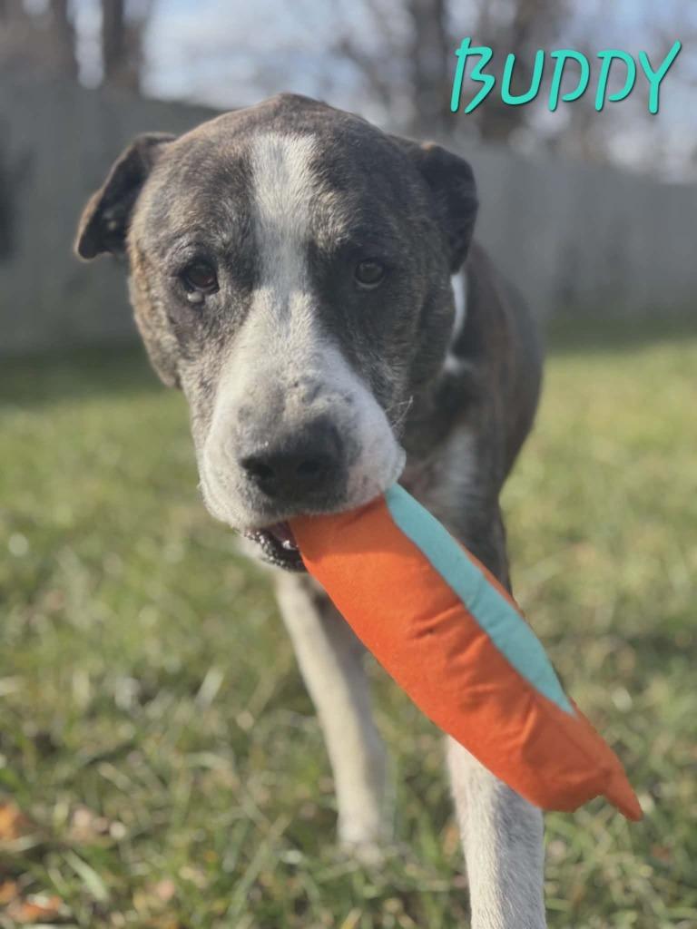 Buddy, a Adoptable Mastiff in Republic, MO image 2/2