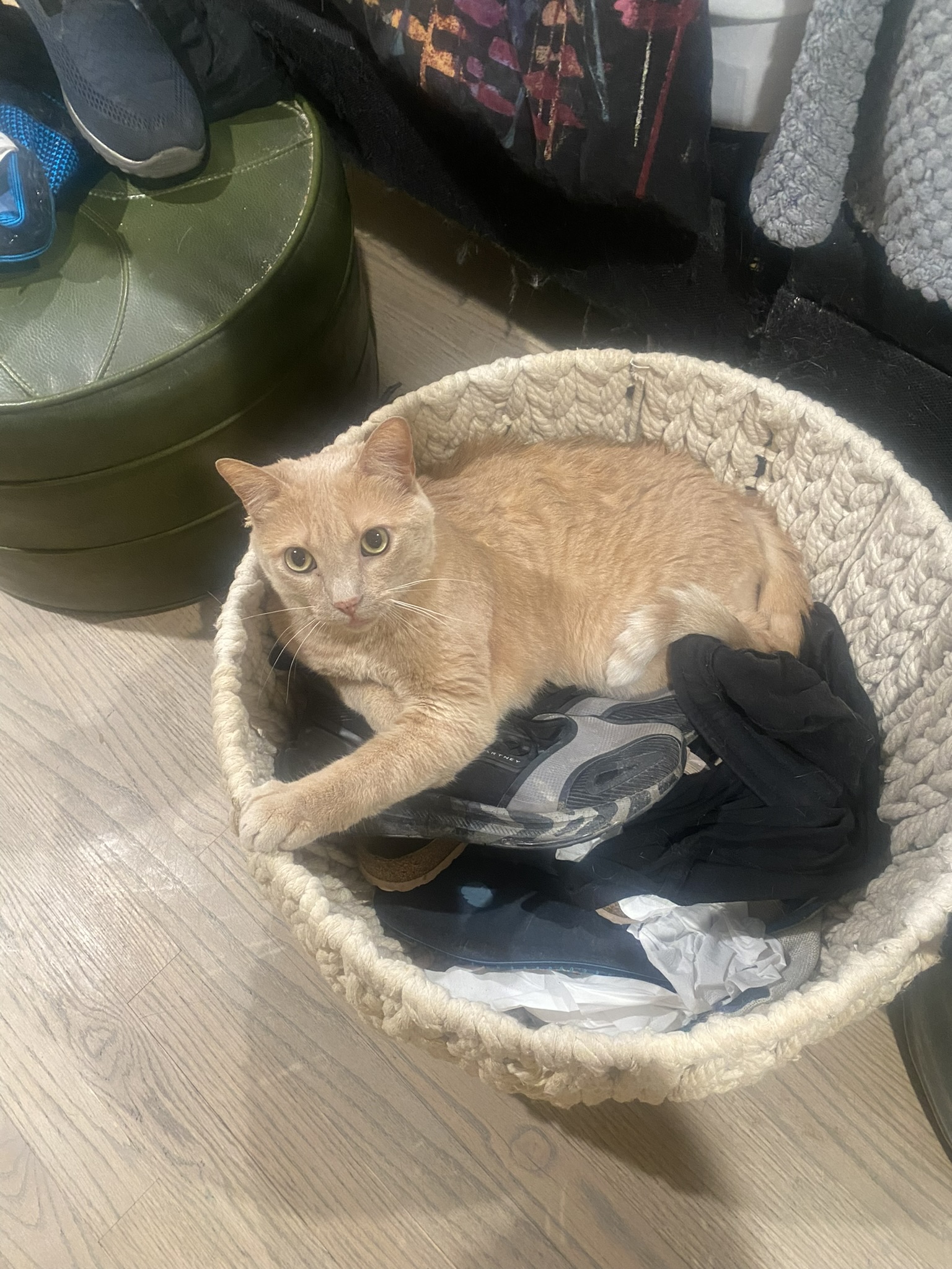 Enlarge DaVinci, a Adoptable Domestic Short Hair in Mokena, IL image 1/6