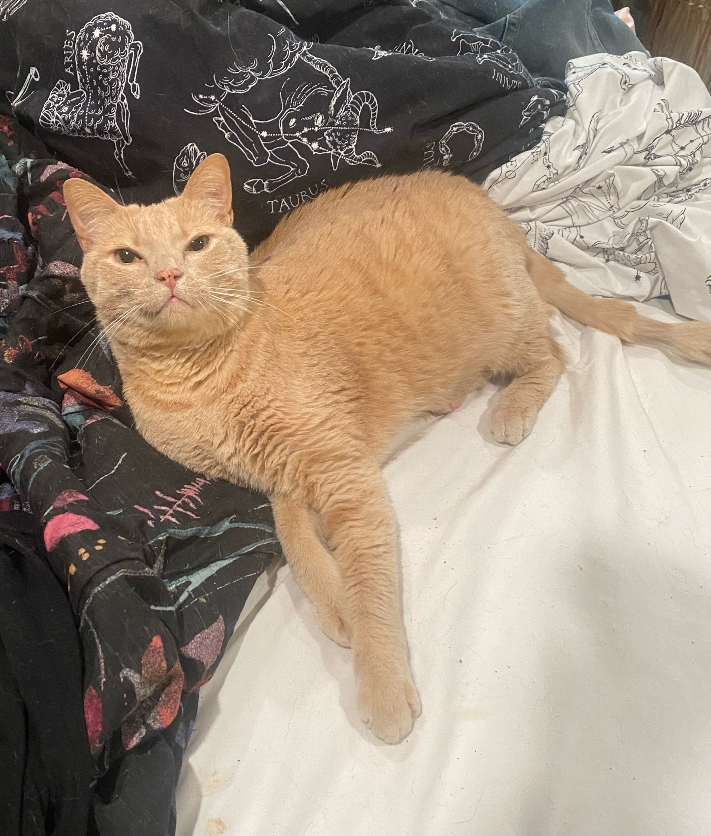 DaVinci, Adoptable, Adult Male Domestic Short Hair.