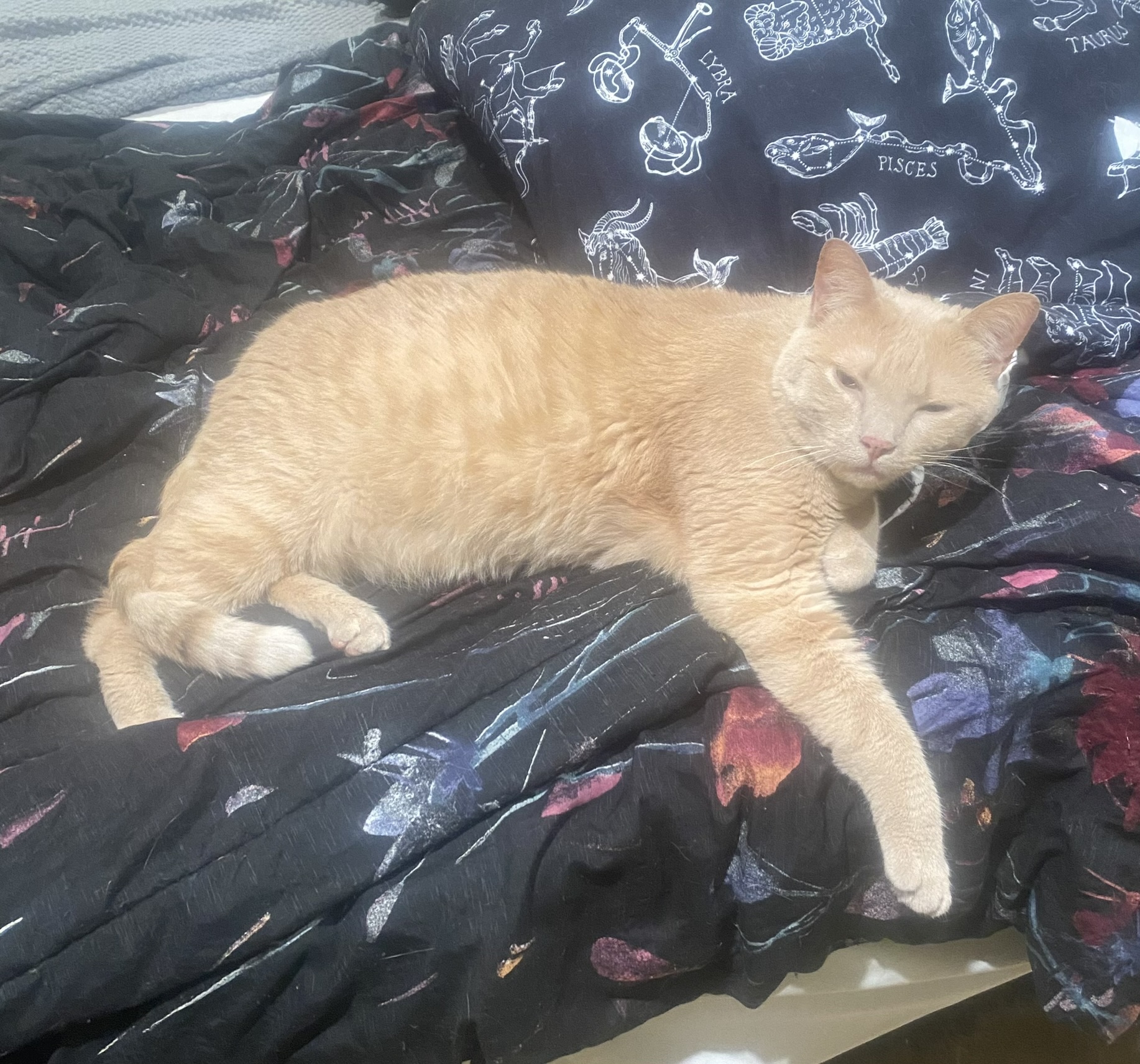 Enlarge DaVinci, a Adoptable Domestic Short Hair in Mokena, IL image 3/6