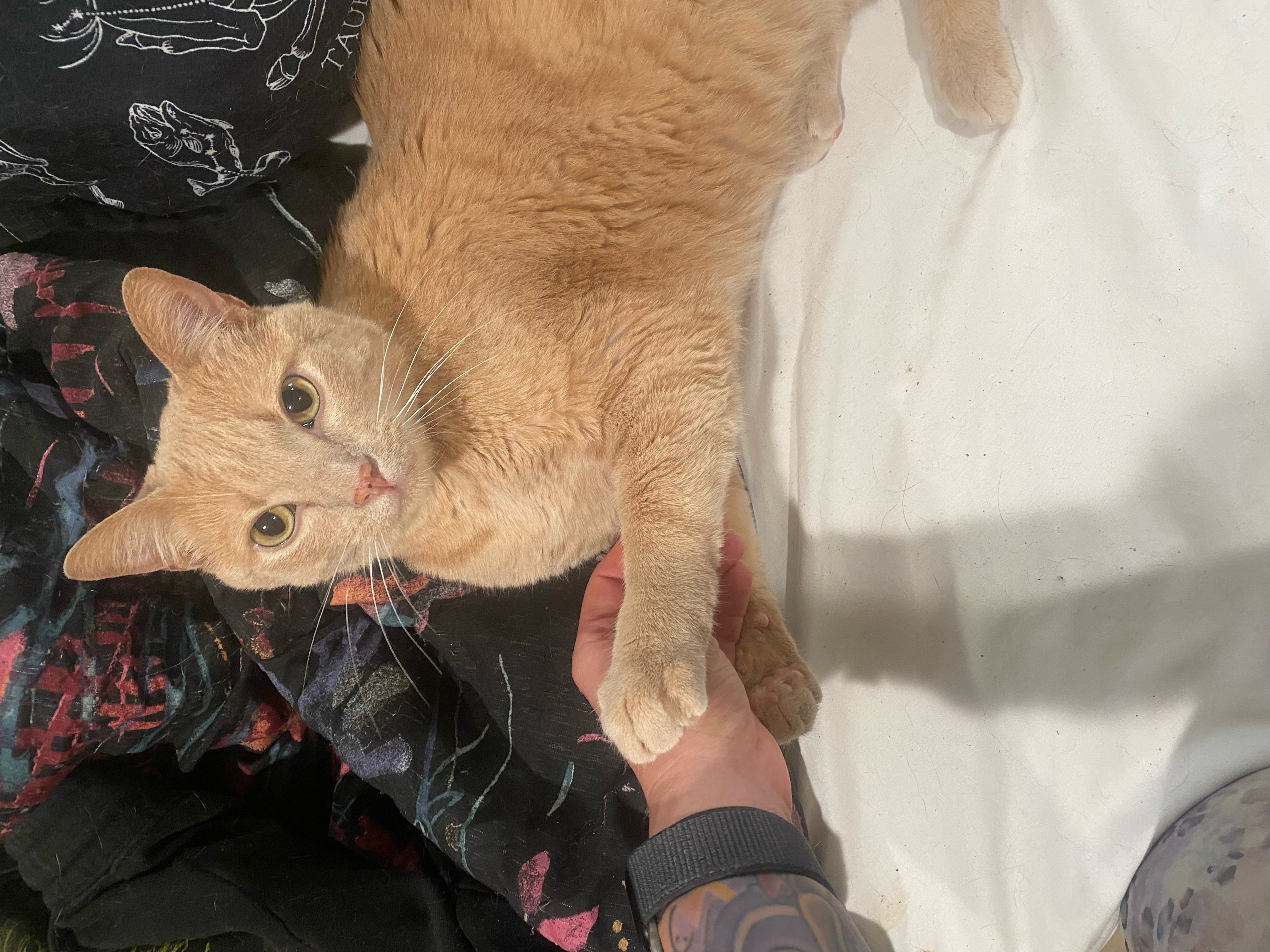 Enlarge DaVinci, a Adoptable Domestic Short Hair in Mokena, IL image 4/6