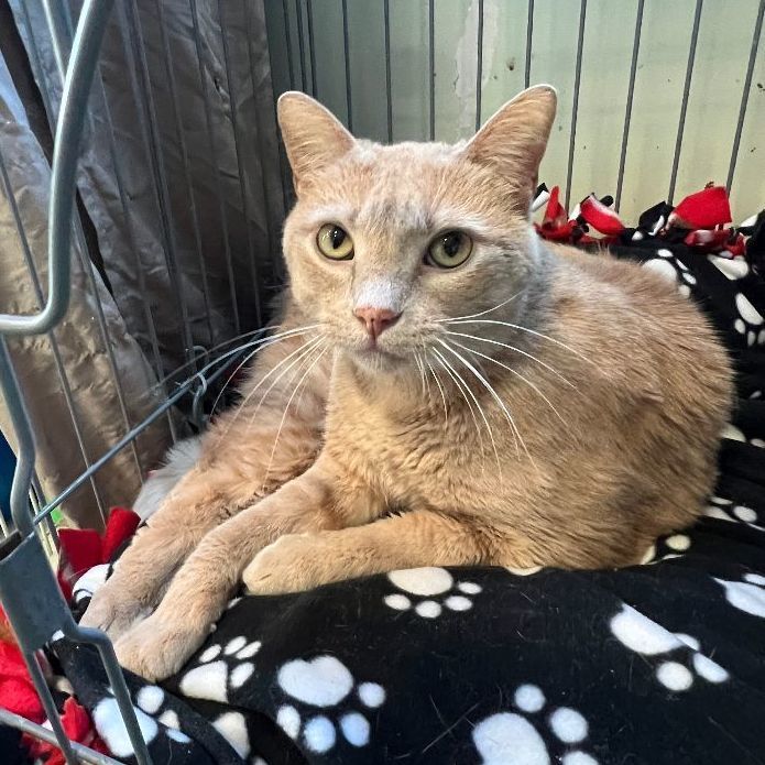 Enlarge DaVinci, a Adoptable Domestic Short Hair in Mokena, IL image 5/6