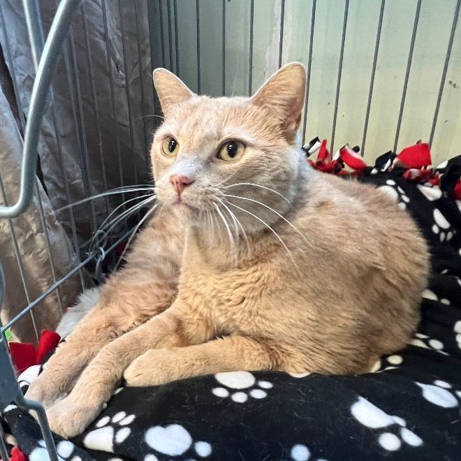 Enlarge DaVinci, a Adoptable Domestic Short Hair in Mokena, IL image 6/6