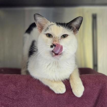 Enlarge Panda, a Adoptable mixed breed in Westland, MI image 1/3