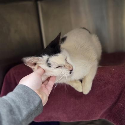 Enlarge Panda, a Adoptable mixed breed in Westland, MI image 2/3