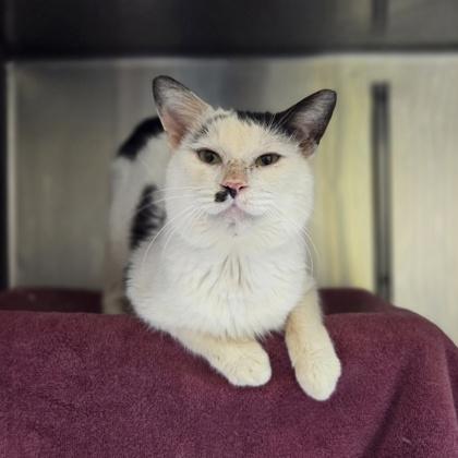 Enlarge Panda, a Adoptable mixed breed in Westland, MI image 3/3