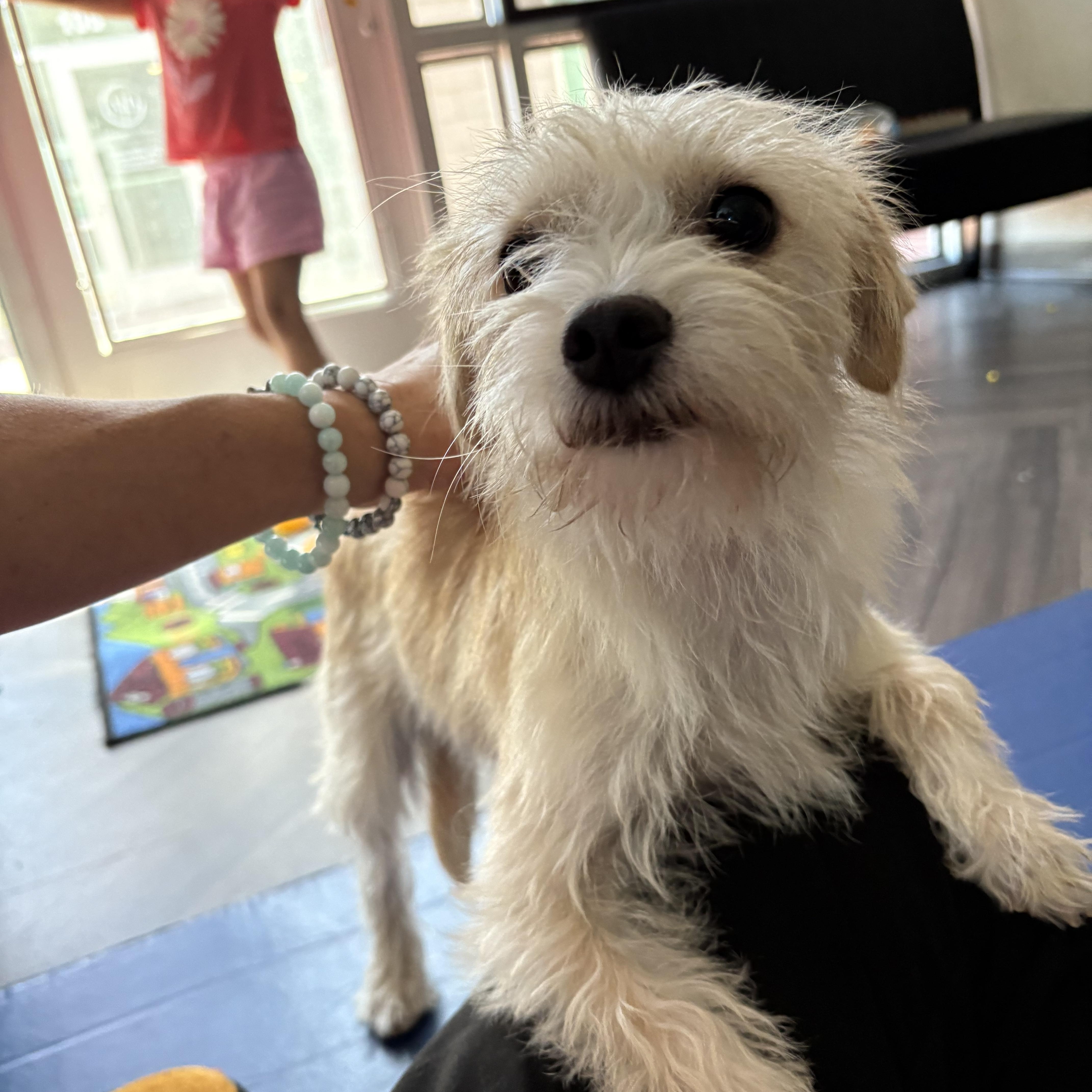 Hunter, Adopted, Young Female Mixed Breed.