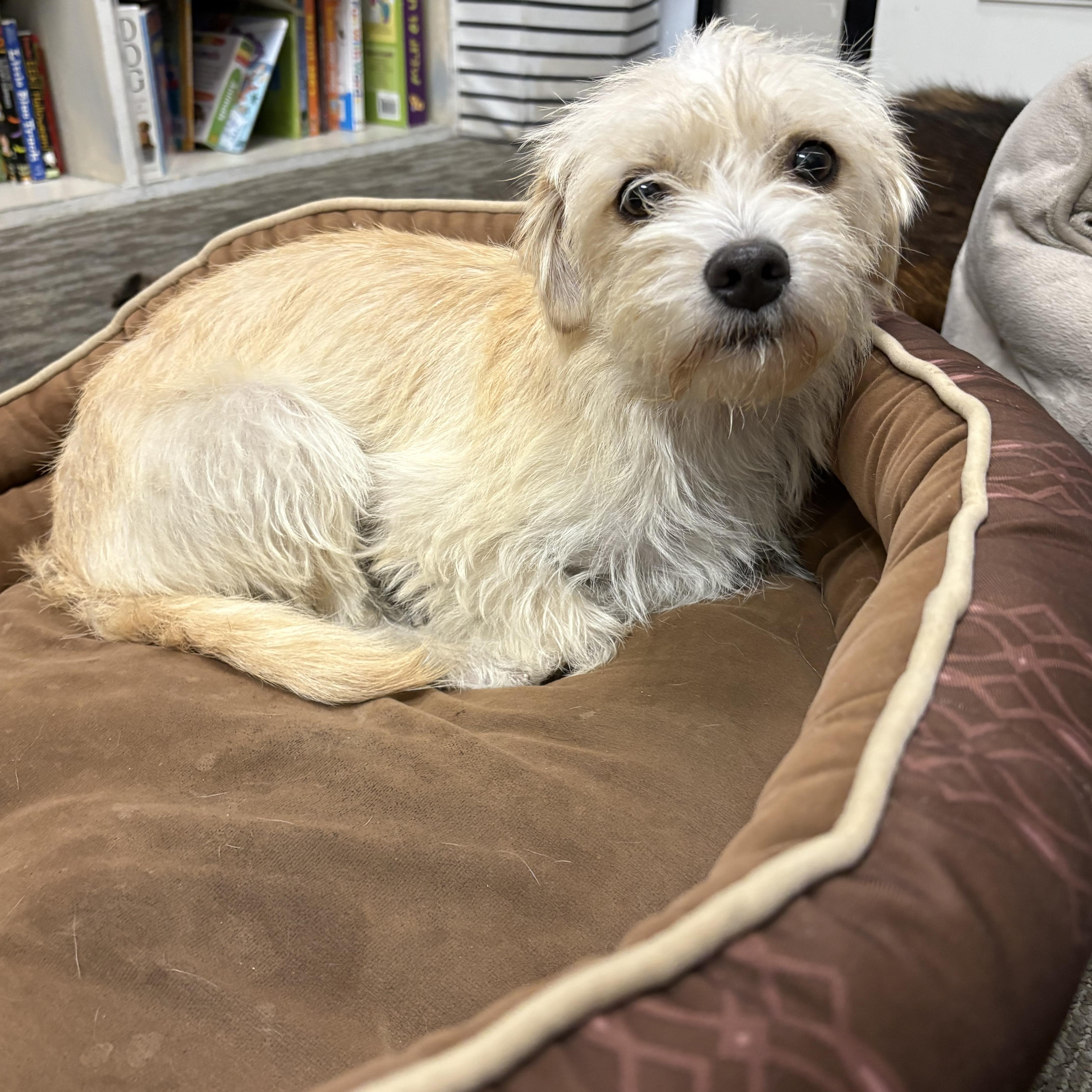 Enlarge Hunter, a Adopted Mixed Breed in Mesa, AZ image 2/3