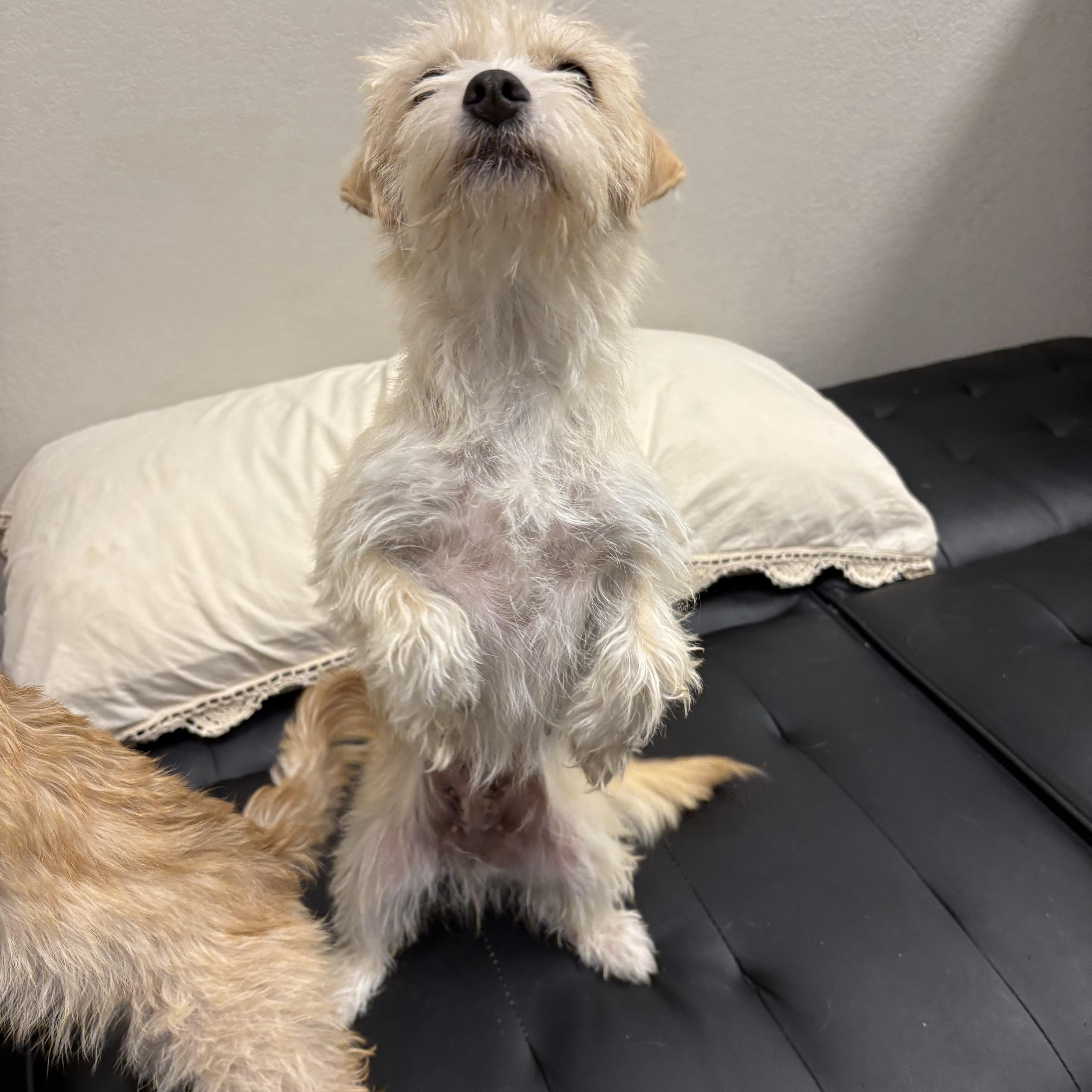 Enlarge Hunter, a Adopted Mixed Breed in Mesa, AZ image 3/3