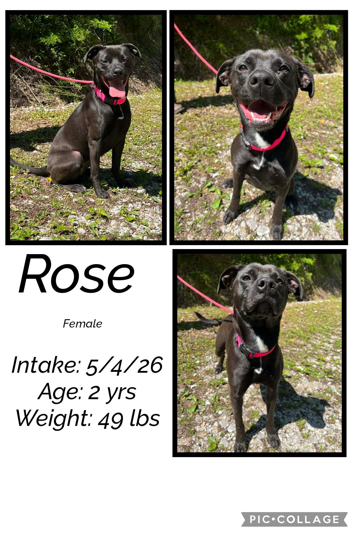 Rose, ADOPTABLE, Adult Female Boxer.