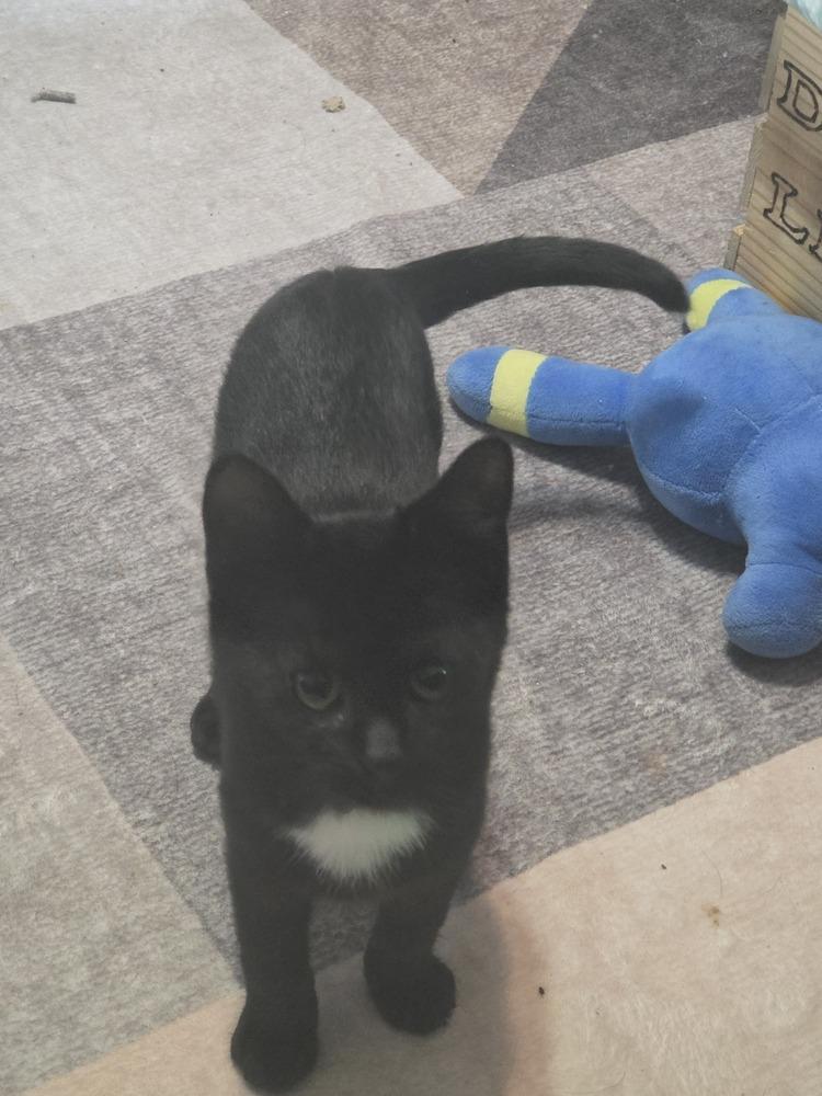 Mr.Man, Adoptable, Kitten Male Domestic Short Hair.