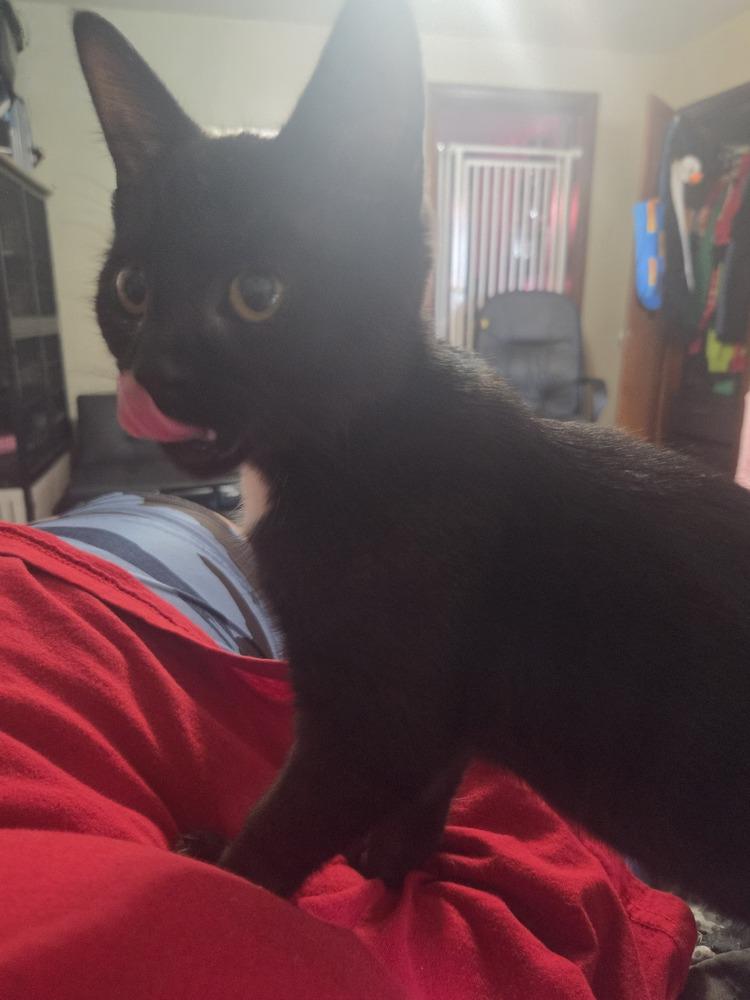 Enlarge Mr.Man, a Adoptable Domestic Short Hair in Lincoln Park, MI image 3/3