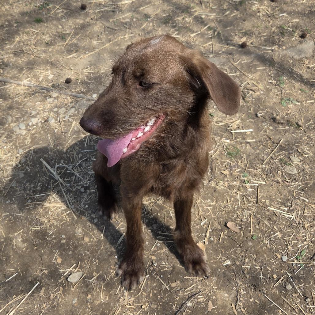 Sota, Adoptable, Young Female Labrador Retriever & Wirehaired Terrier.