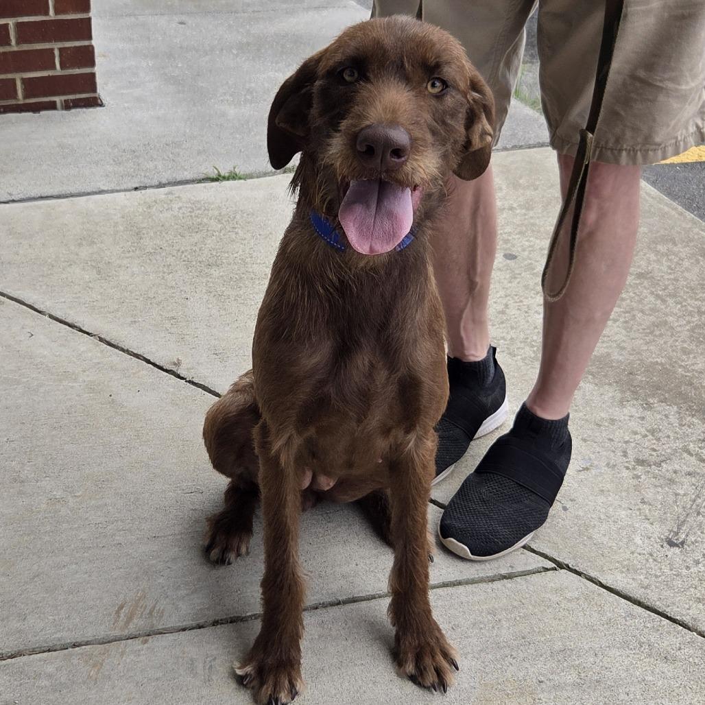 Enlarge Sota, a Adoptable mixed breed in Minneapolis, MN image 2/3