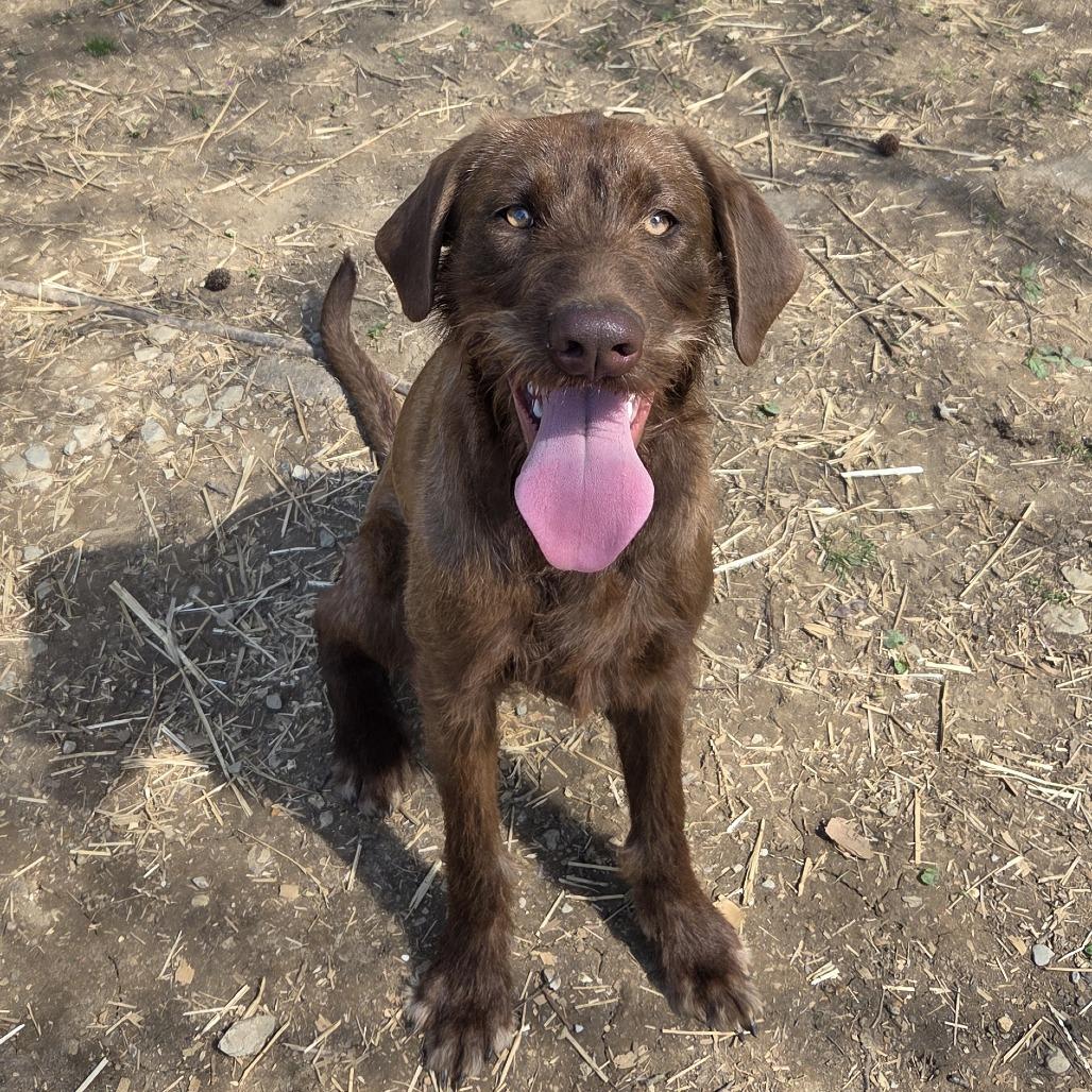 Enlarge Sota, a Adoptable mixed breed in Minneapolis, MN image 3/3