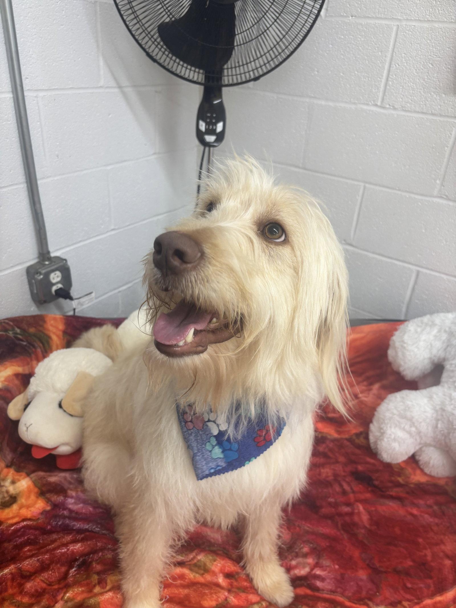 Beau, Adopted, Adult Male Terrier.