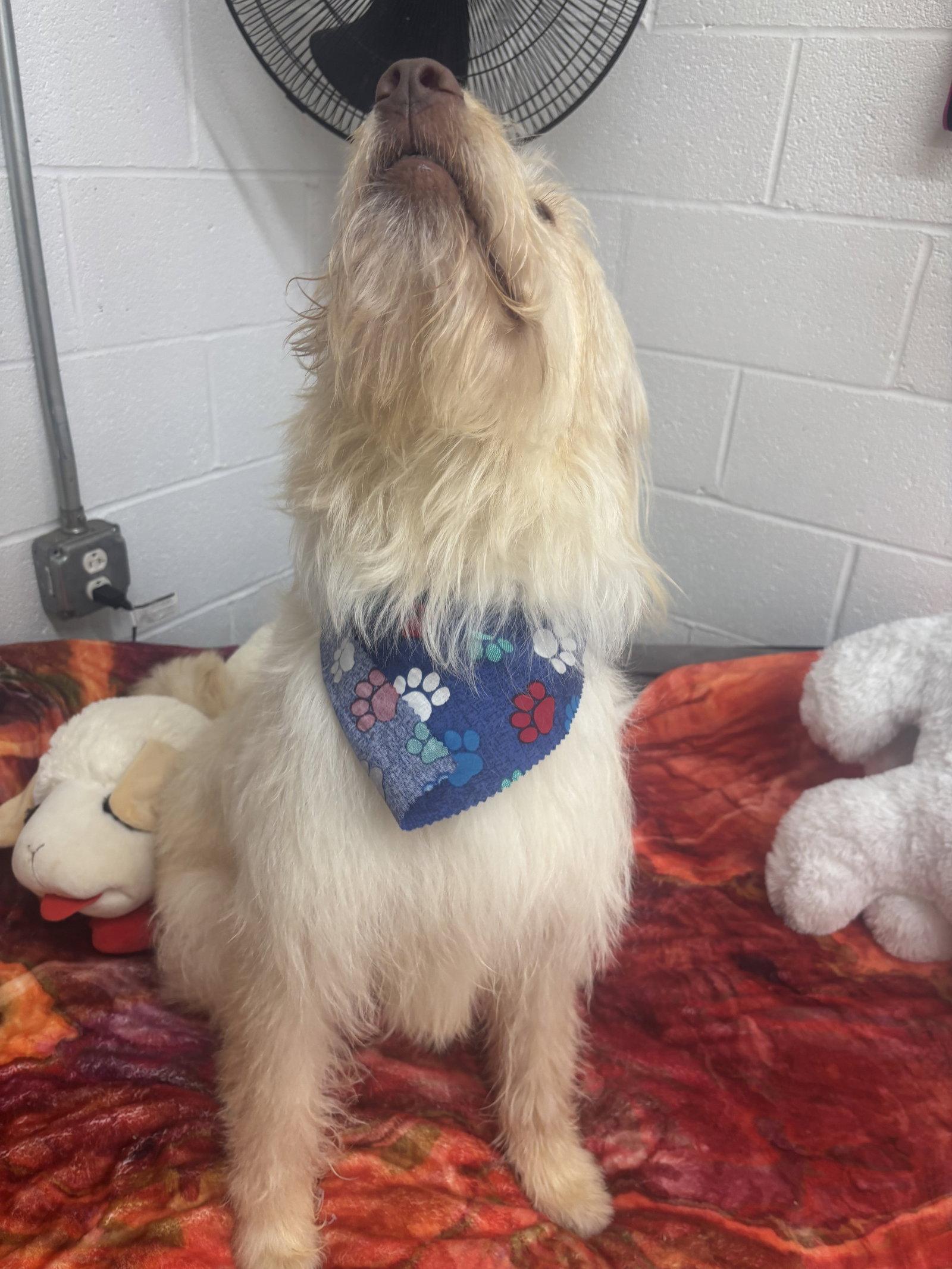 Enlarge Beau, a Adopted Terrier in York, SC image 2/3