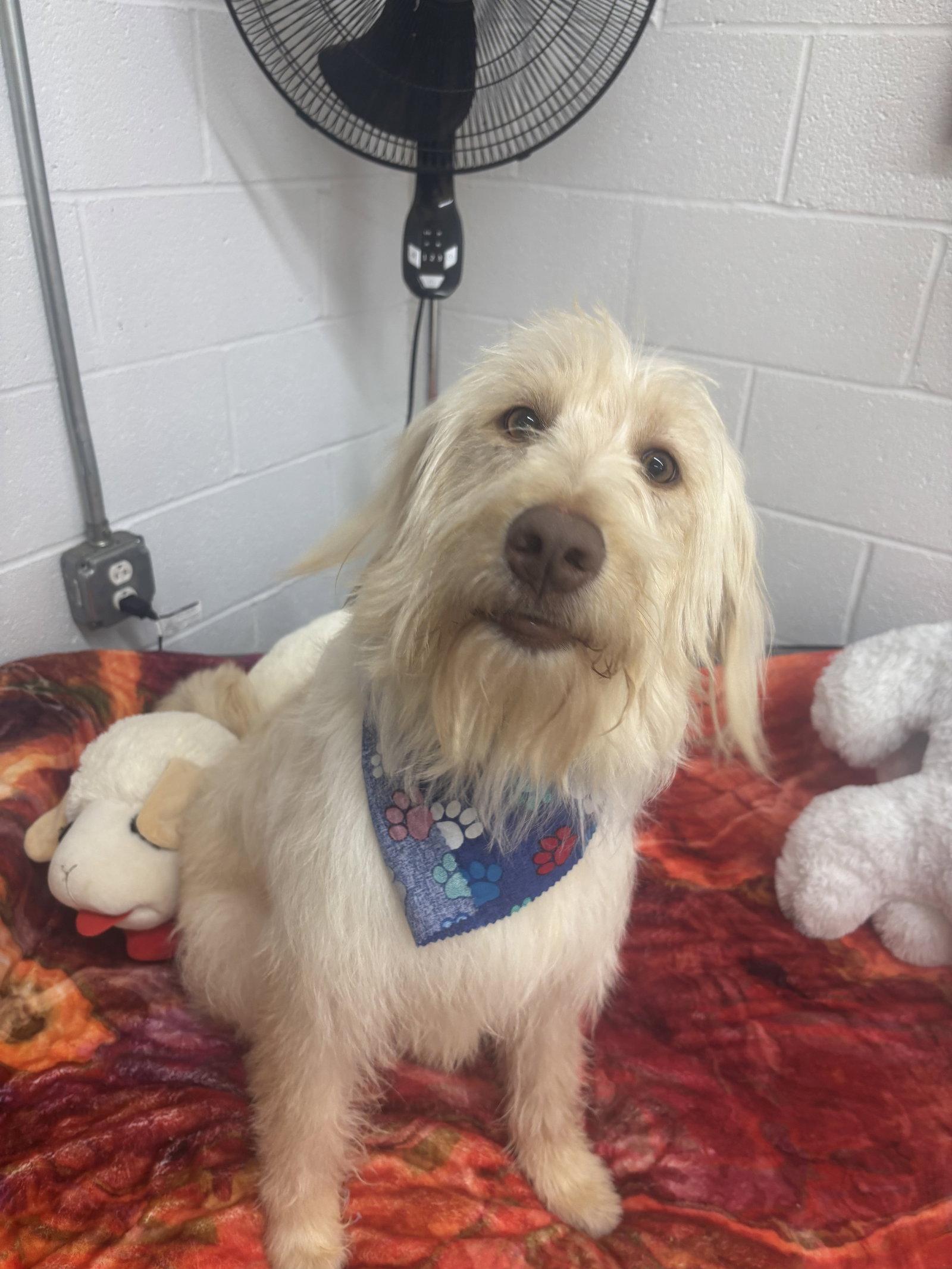 Enlarge Beau, a Adopted Terrier in York, SC image 3/3