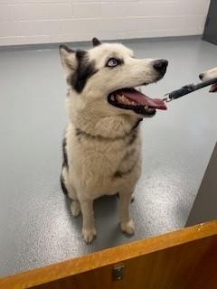 BLU, Adoptable, Adult Male Siberian Husky.