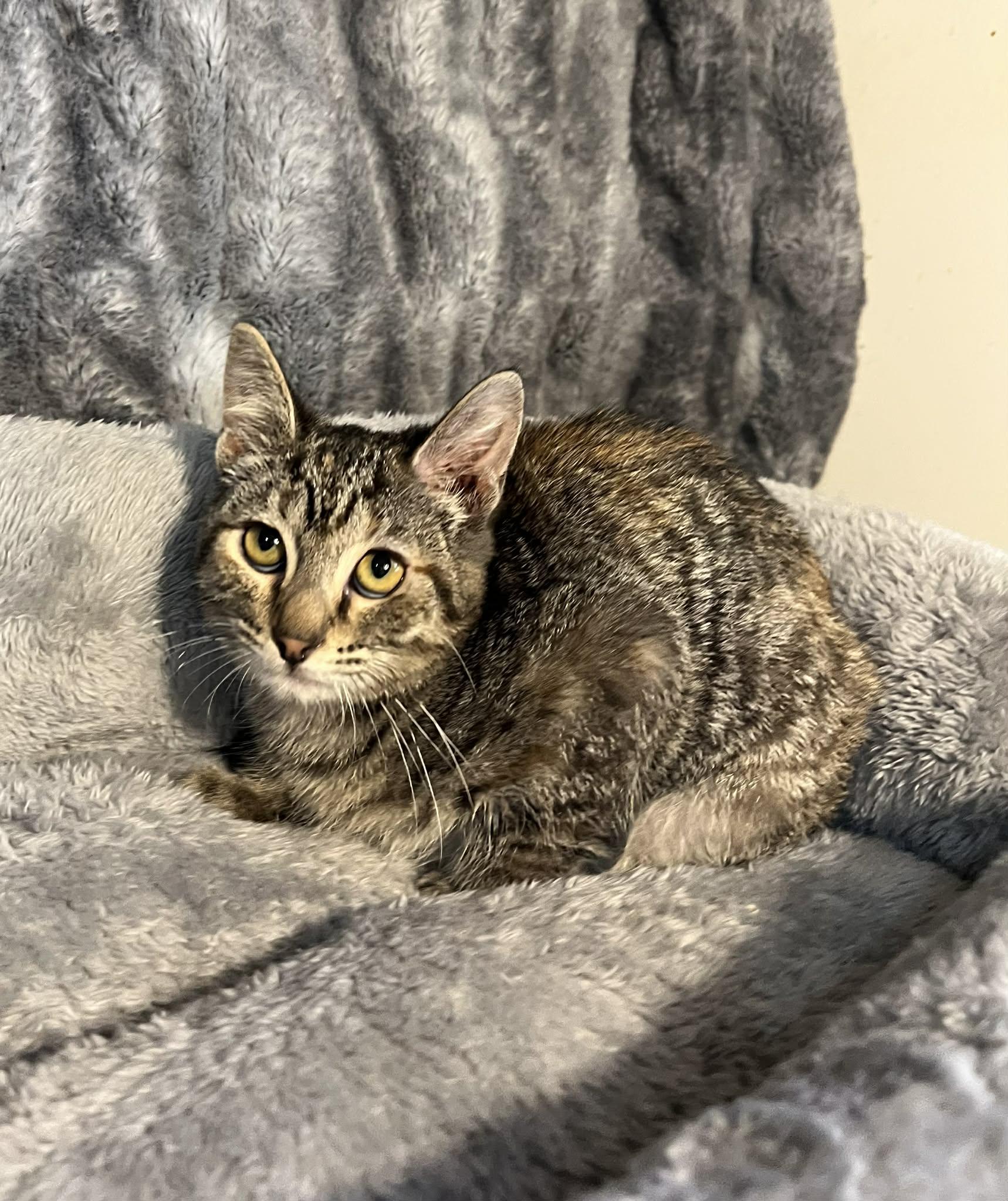Honeybee, a Adoptable Domestic Short Hair in Enfield, CT image 2/5