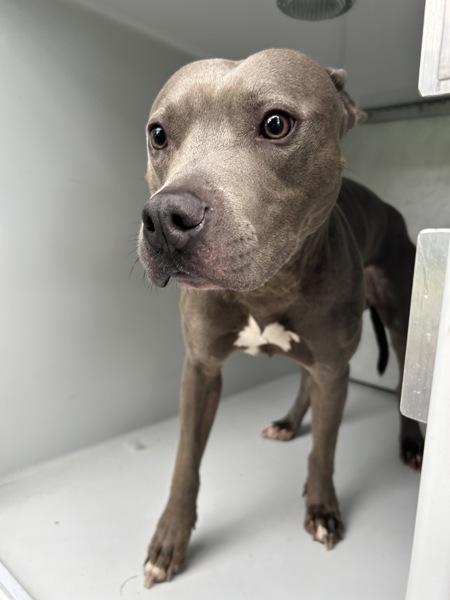 Donkey, Adoptable, Adult Male Pit Bull Terrier.