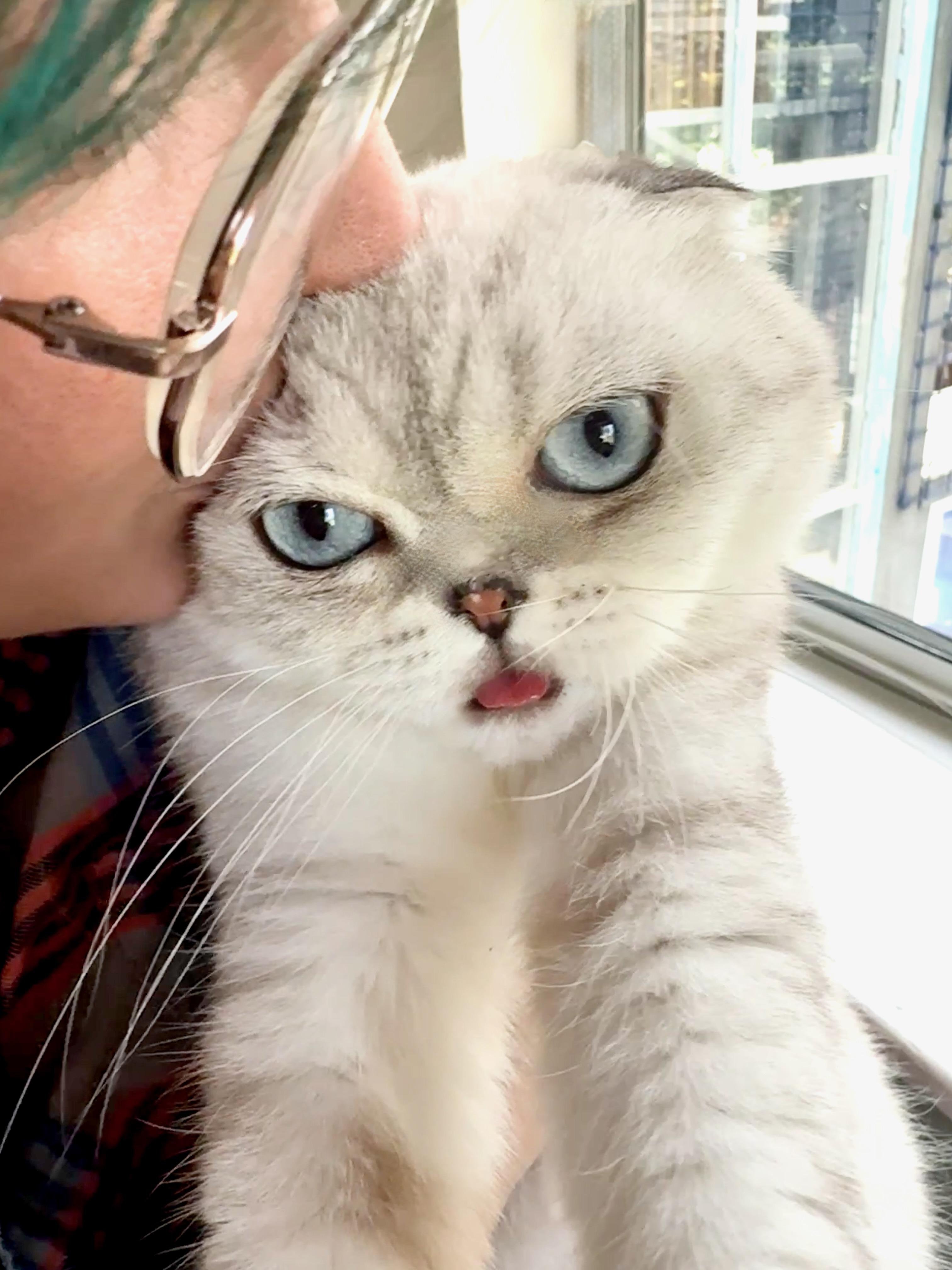 Enlarge Luna, a Adoptable Scottish Fold in Davis, CA image 2/3