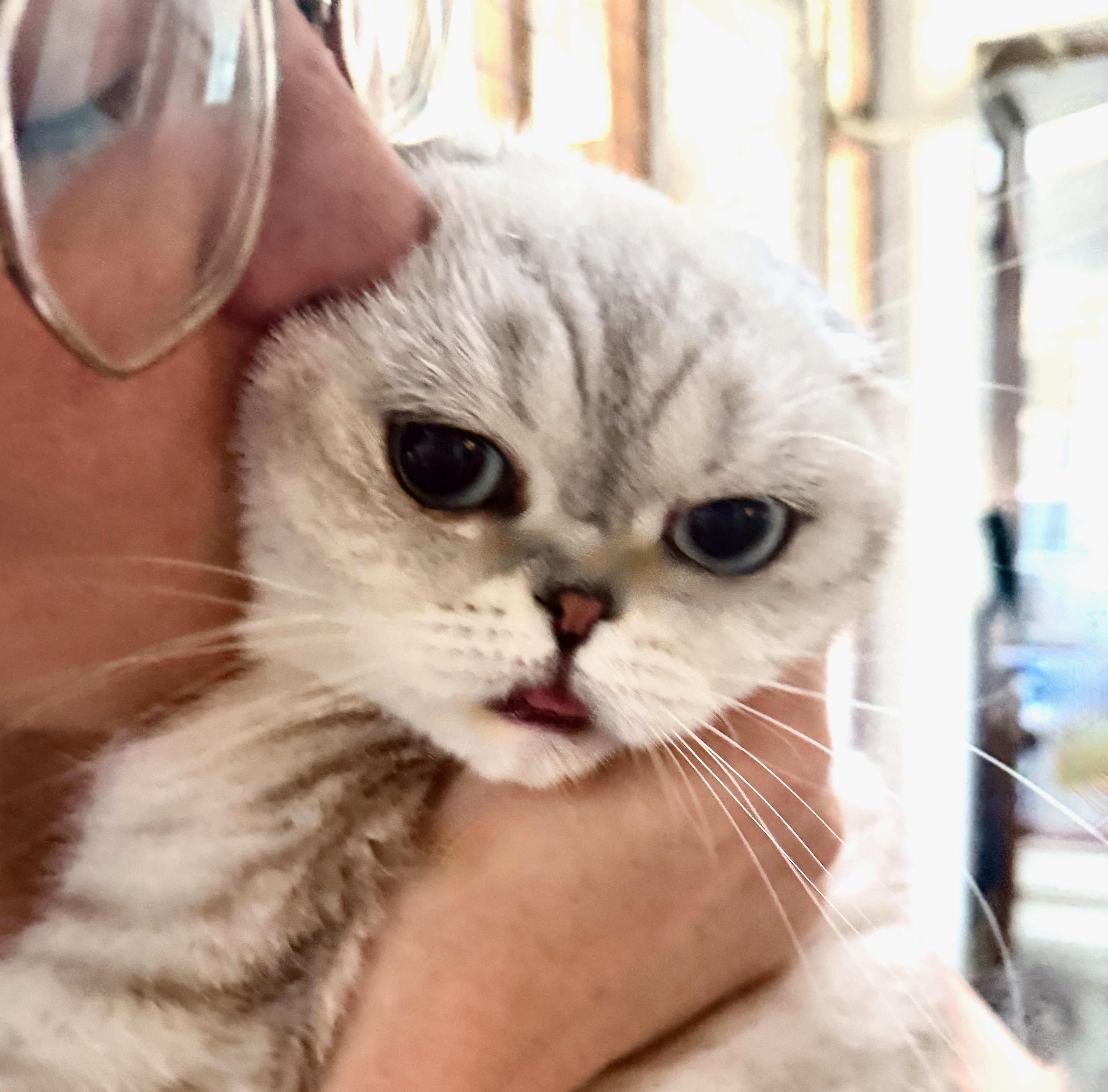 Enlarge Luna, a Adoptable Scottish Fold in Davis, CA image 3/3