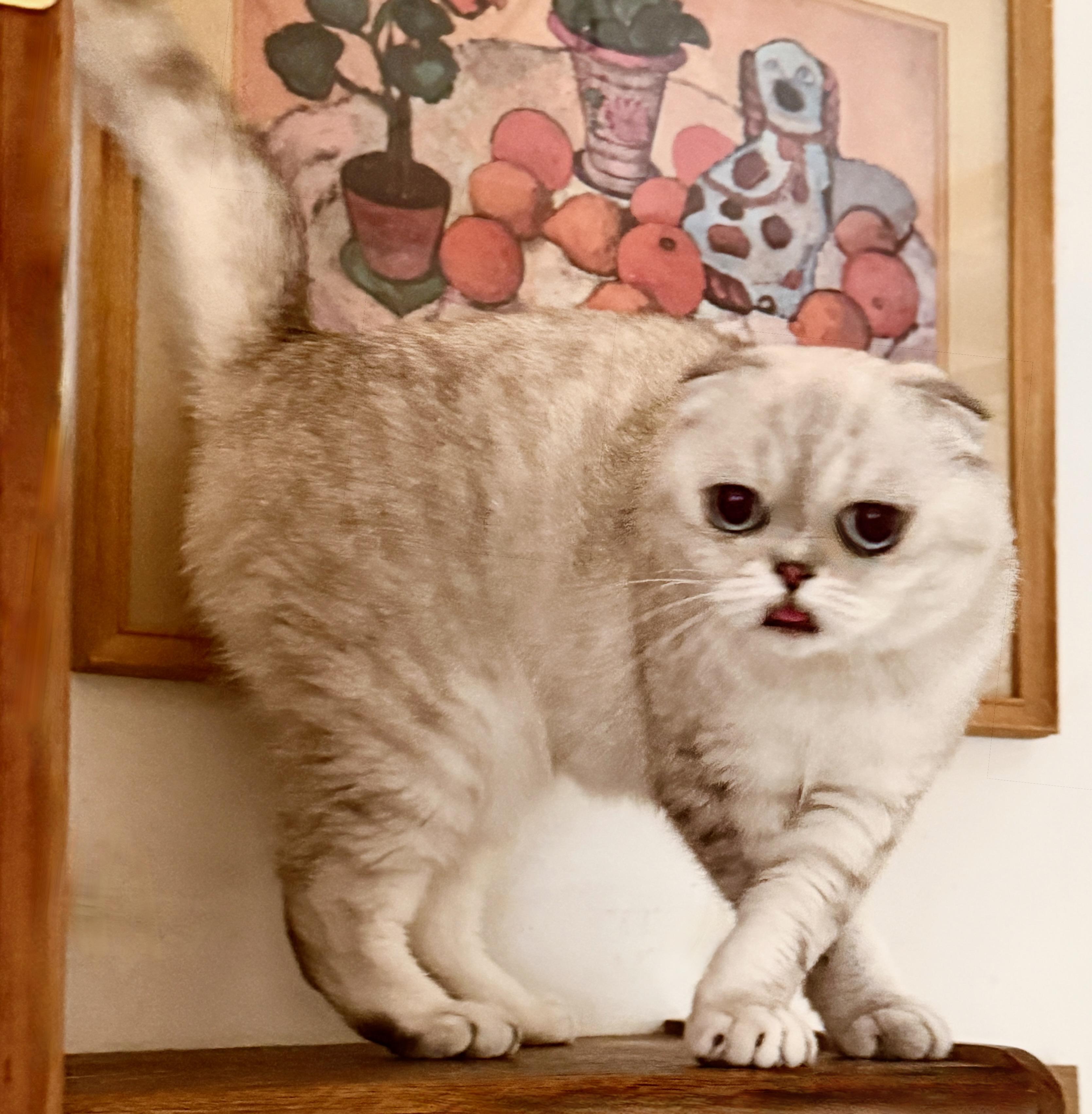 Luna, Adoptable, Young Female Scottish Fold.