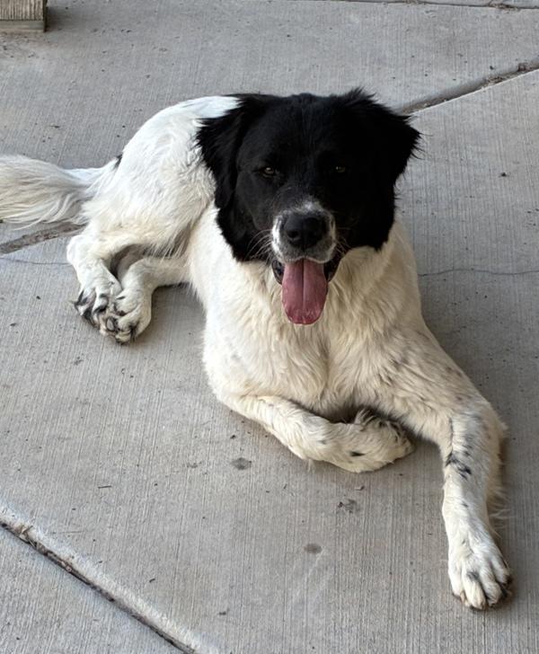*Natasha*, Adoptable, Young Female Great Pyrenees & Border Collie.