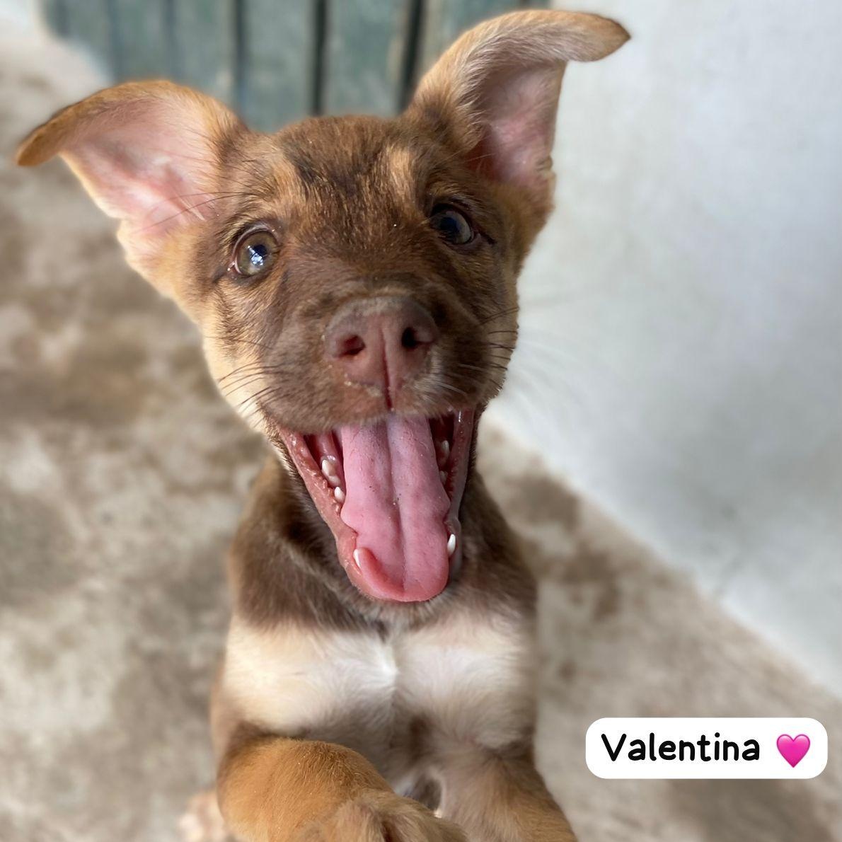 Enlarge Valentine, a ADOPTABLE Mixed Breed in Thornhill, ON image 3/6