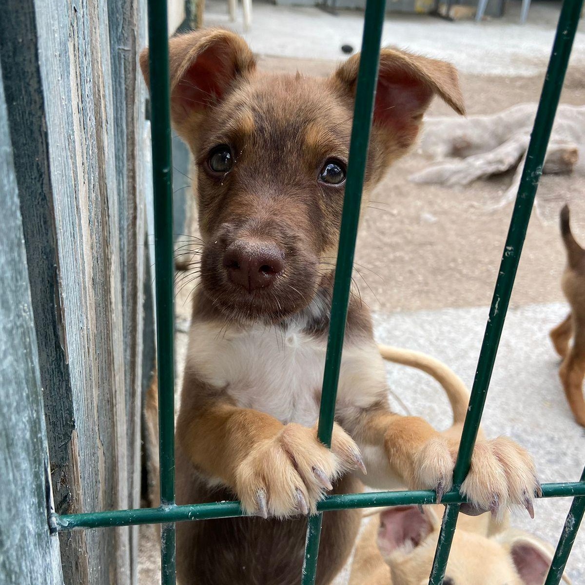 Enlarge Valentine, a ADOPTABLE Mixed Breed in Thornhill, ON image 4/6