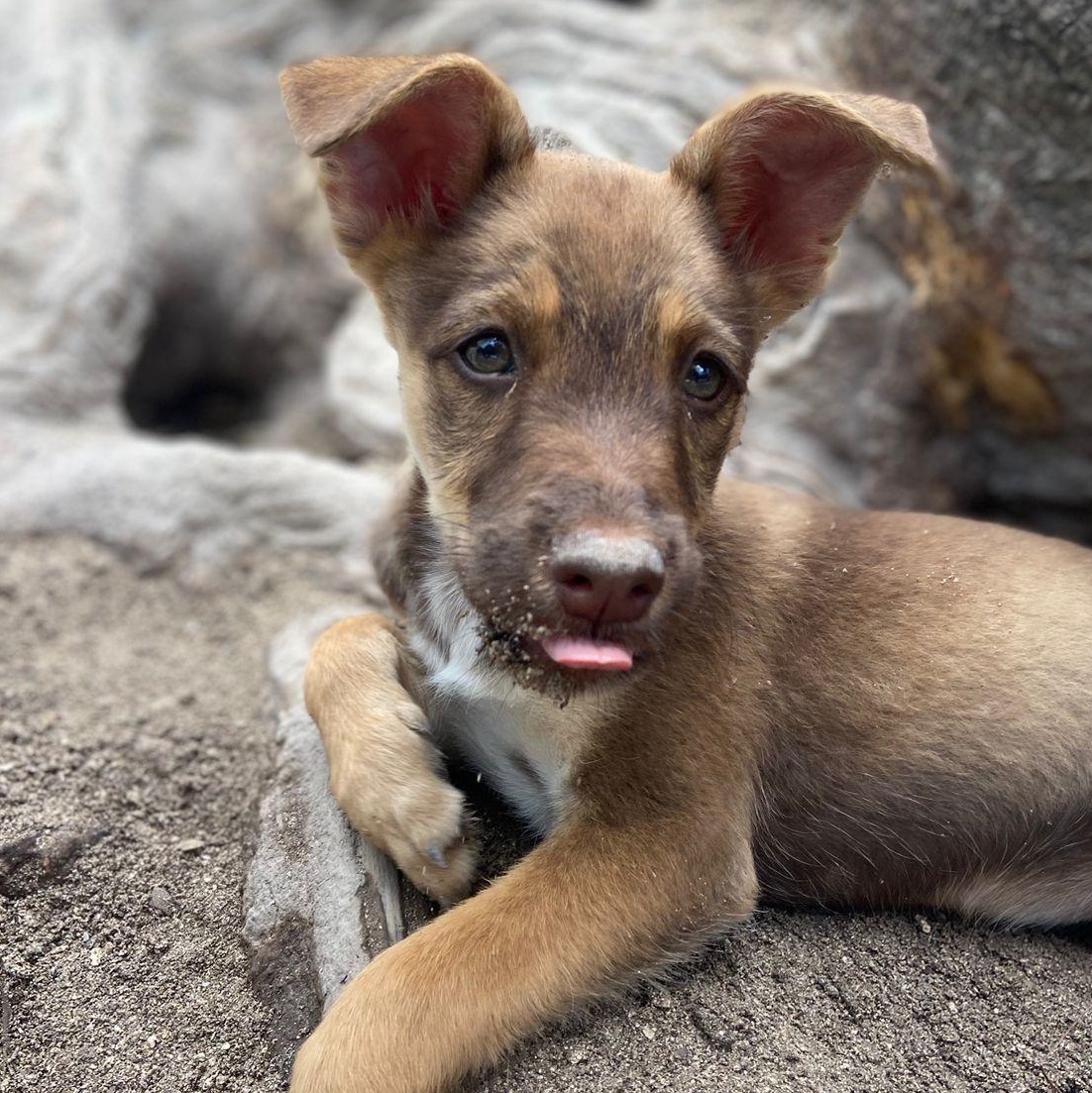 Valentine, ADOPTABLE, Puppy Female Mixed Breed.