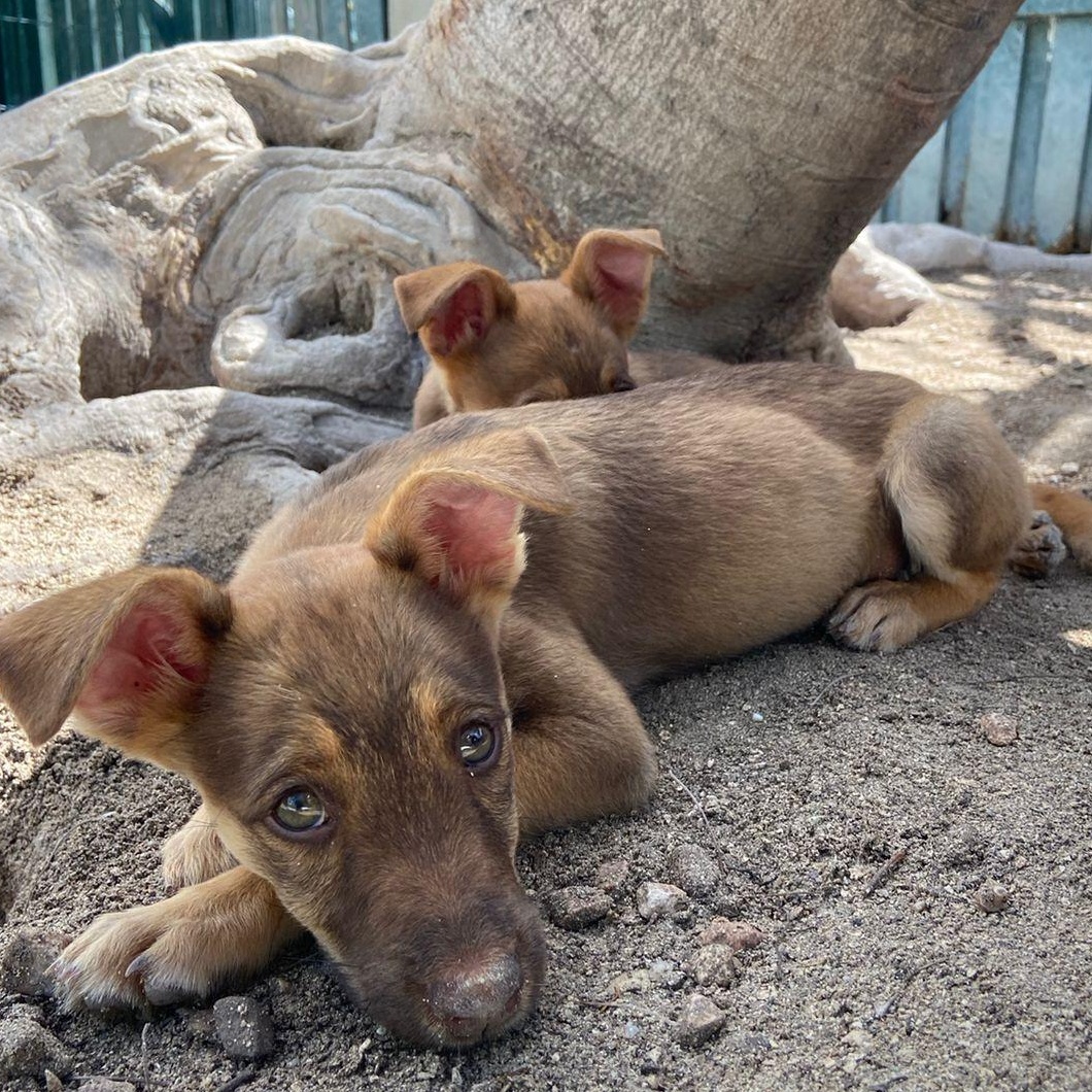 Enlarge Valentine, a ADOPTABLE Mixed Breed in Thornhill, ON image 2/6