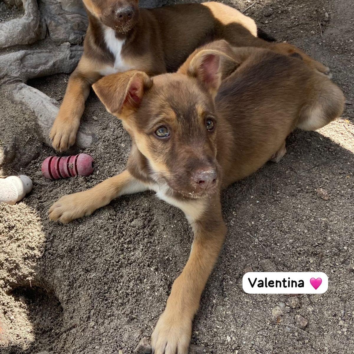 Enlarge Valentine, a ADOPTABLE Mixed Breed in Thornhill, ON image 6/6