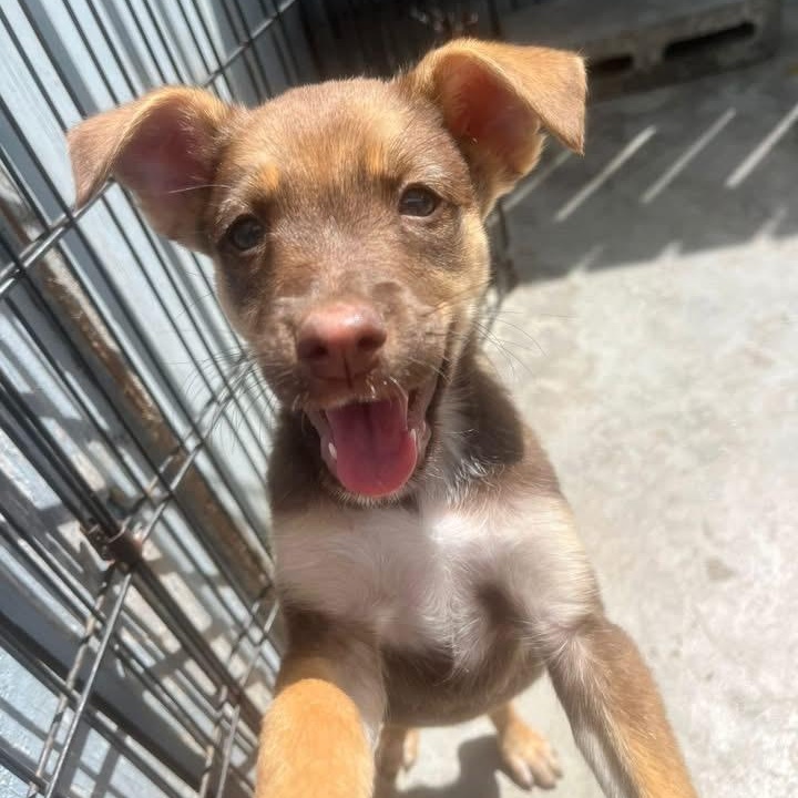 Enlarge Valentine, a ADOPTABLE Mixed Breed in Thornhill, ON image 5/6