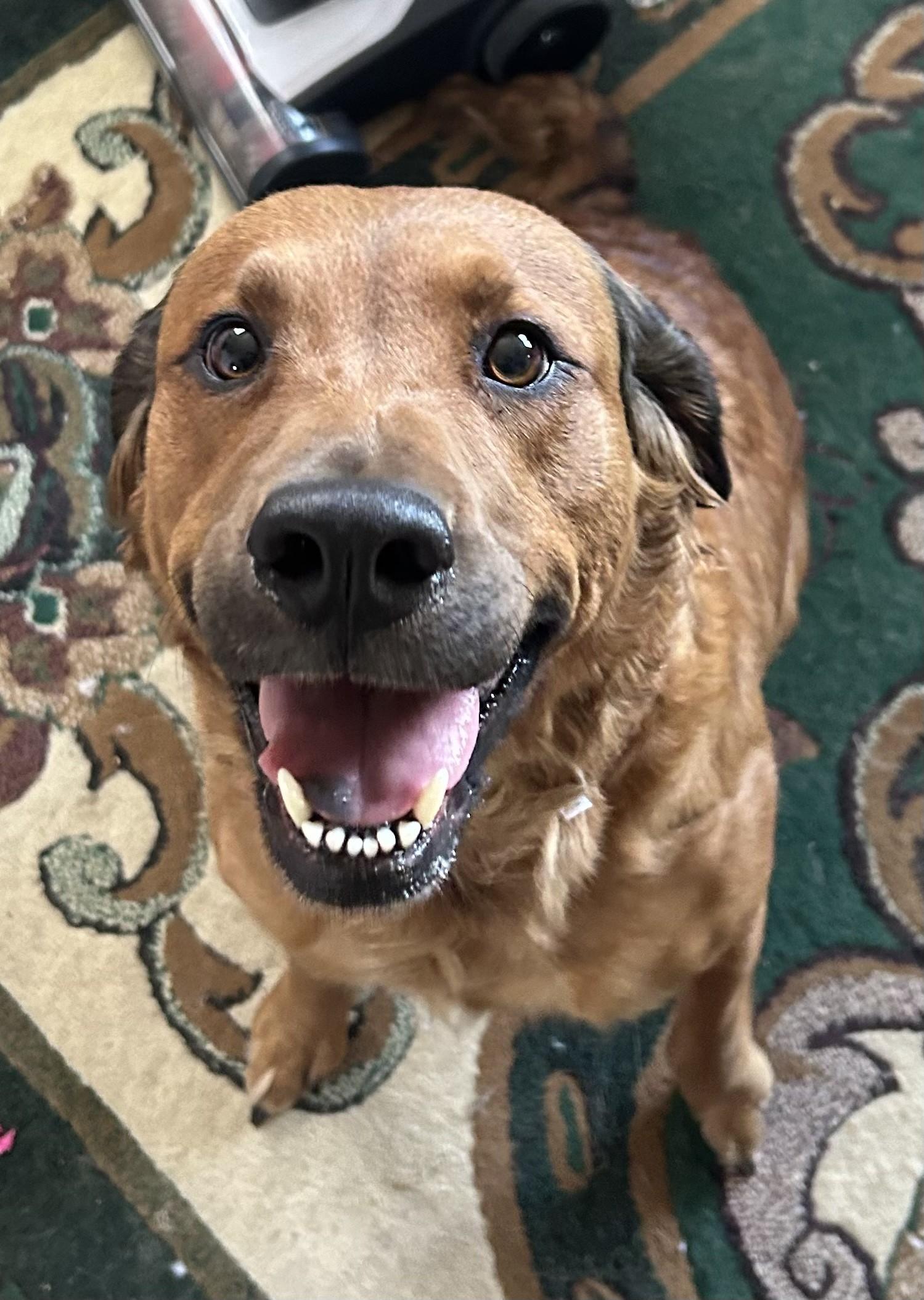 Daisy, ADOPTABLE, Adult Female Golden Retriever.