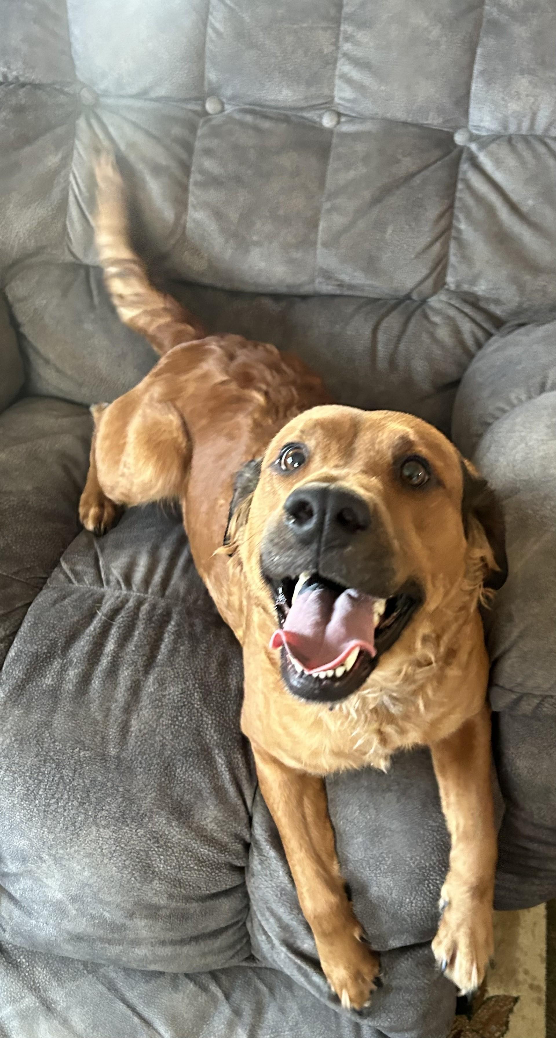 Daisy, a ADOPTABLE mixed breed in Grove, OK image 2/3