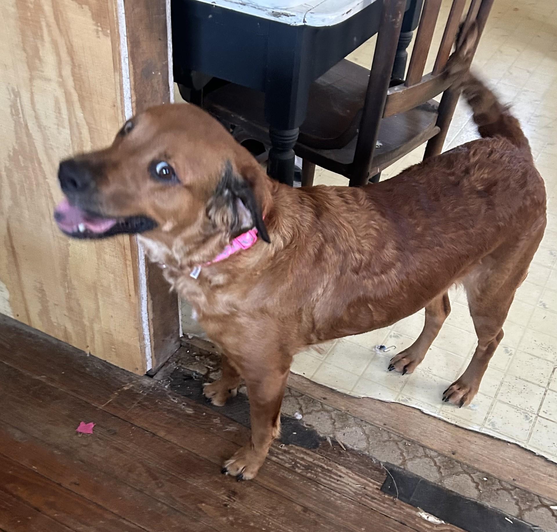 Daisy, a ADOPTABLE mixed breed in Grove, OK image 3/3