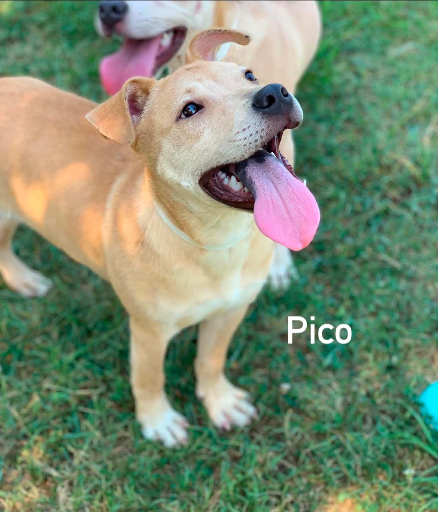 Pico, ADOPTABLE, Puppy Male Carolina Dog.