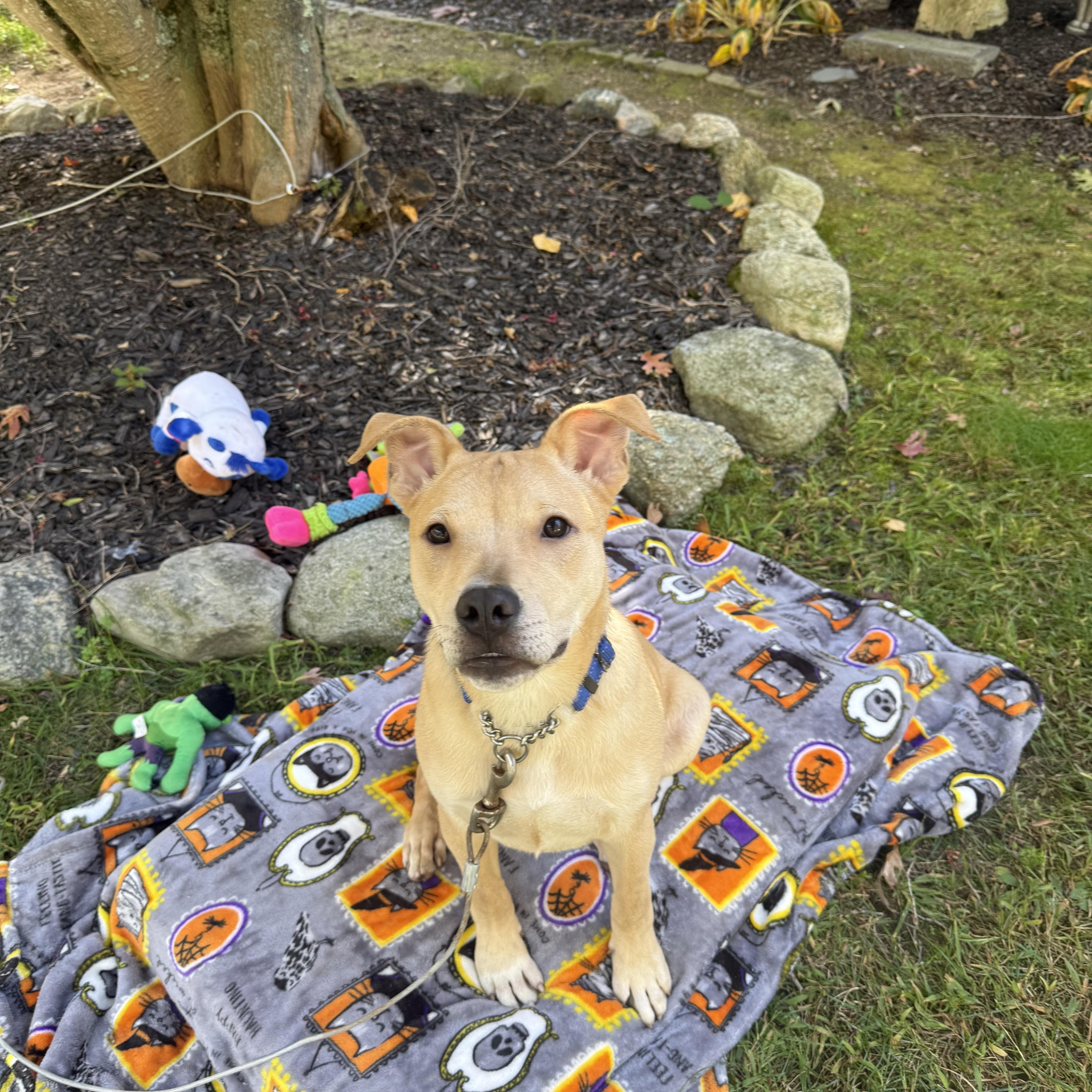 Enlarge Pico, a Adoptable mixed breed in Douglas, MA image 6/6