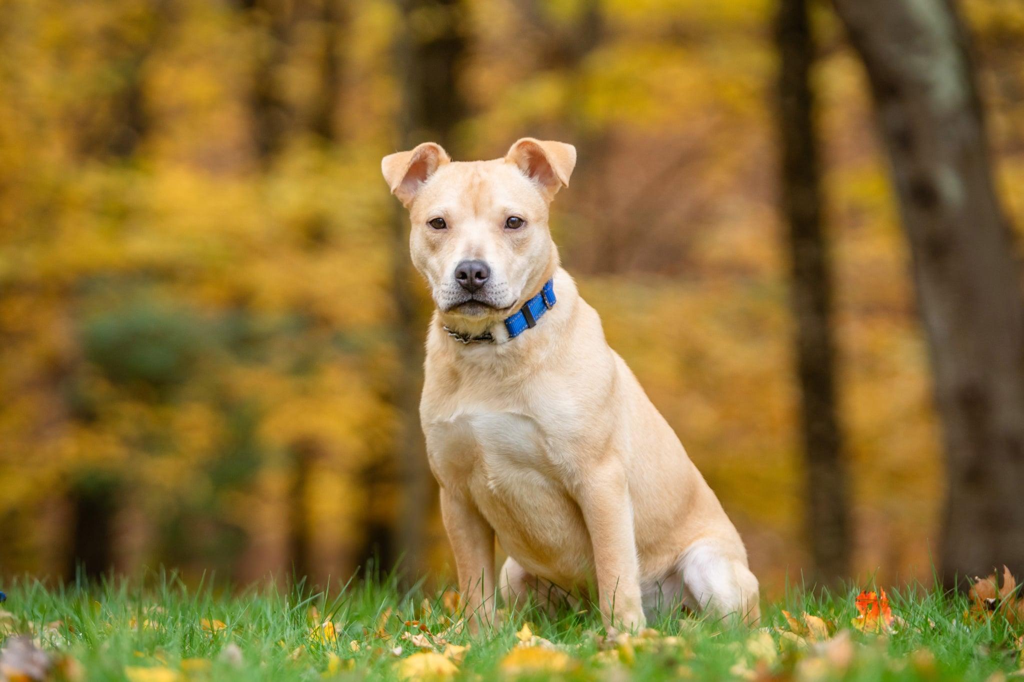 Pico, Adoptable, Puppy Male Carolina Dog.