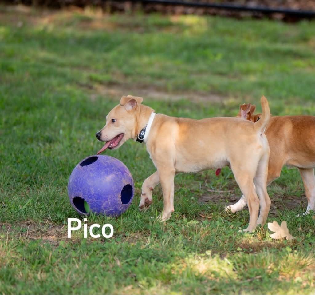 Enlarge Pico, a ADOPTABLE mixed breed in Douglas, MA image 5/5