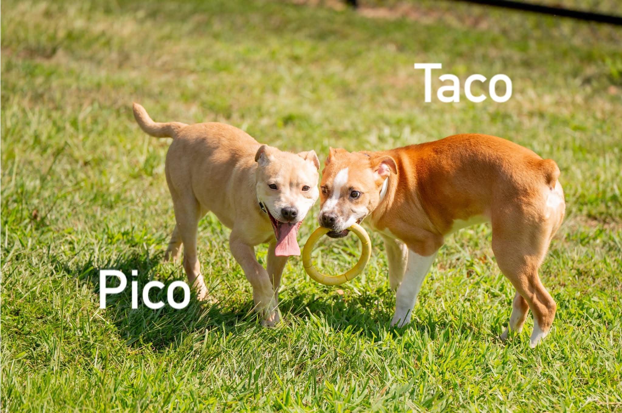 Enlarge Pico, a ADOPTABLE mixed breed in Douglas, MA image 2/5