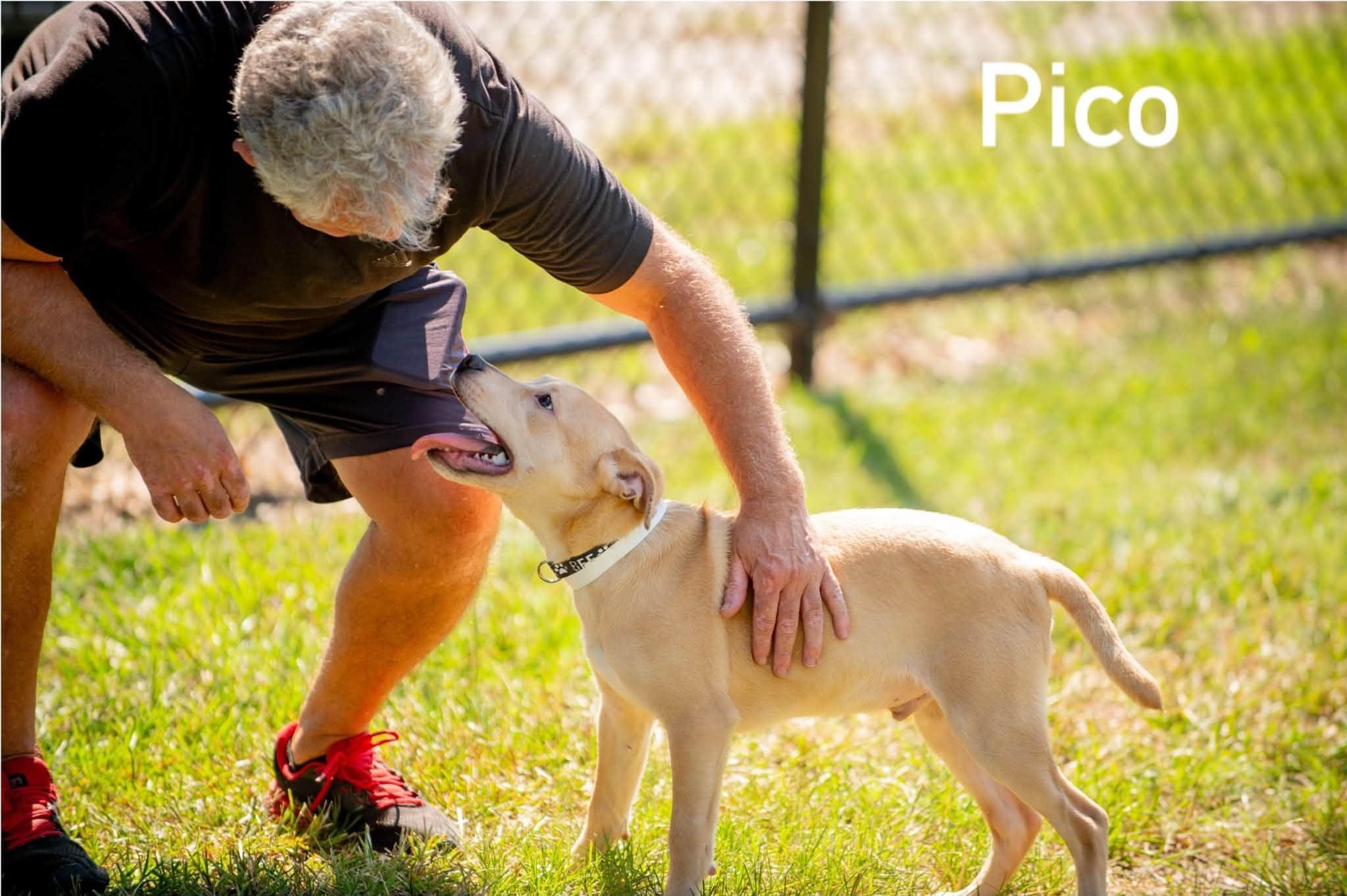 Enlarge Pico, a ADOPTABLE mixed breed in Douglas, MA image 4/5