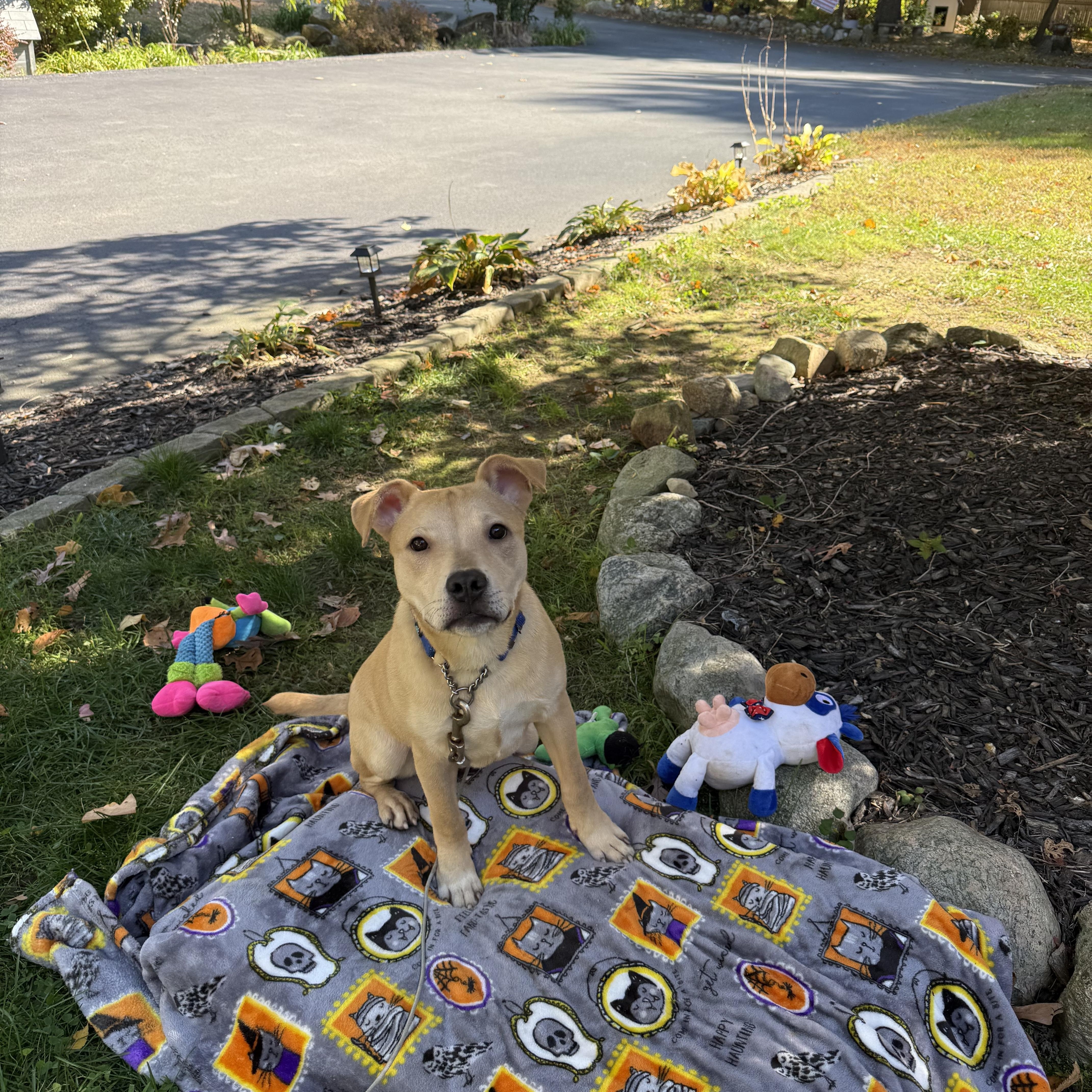 Pico, Adoptable, Puppy Male Carolina Dog.