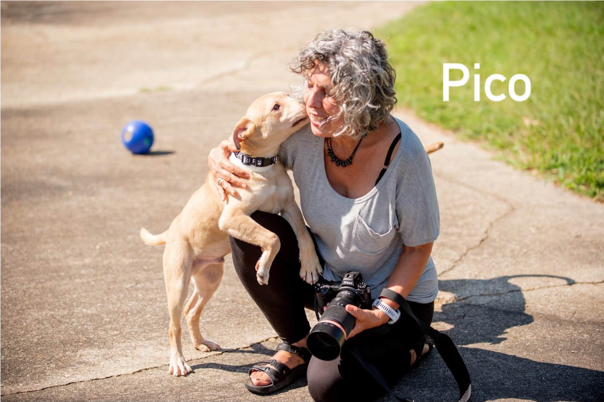 Enlarge Pico, a ADOPTABLE mixed breed in Douglas, MA image 3/5