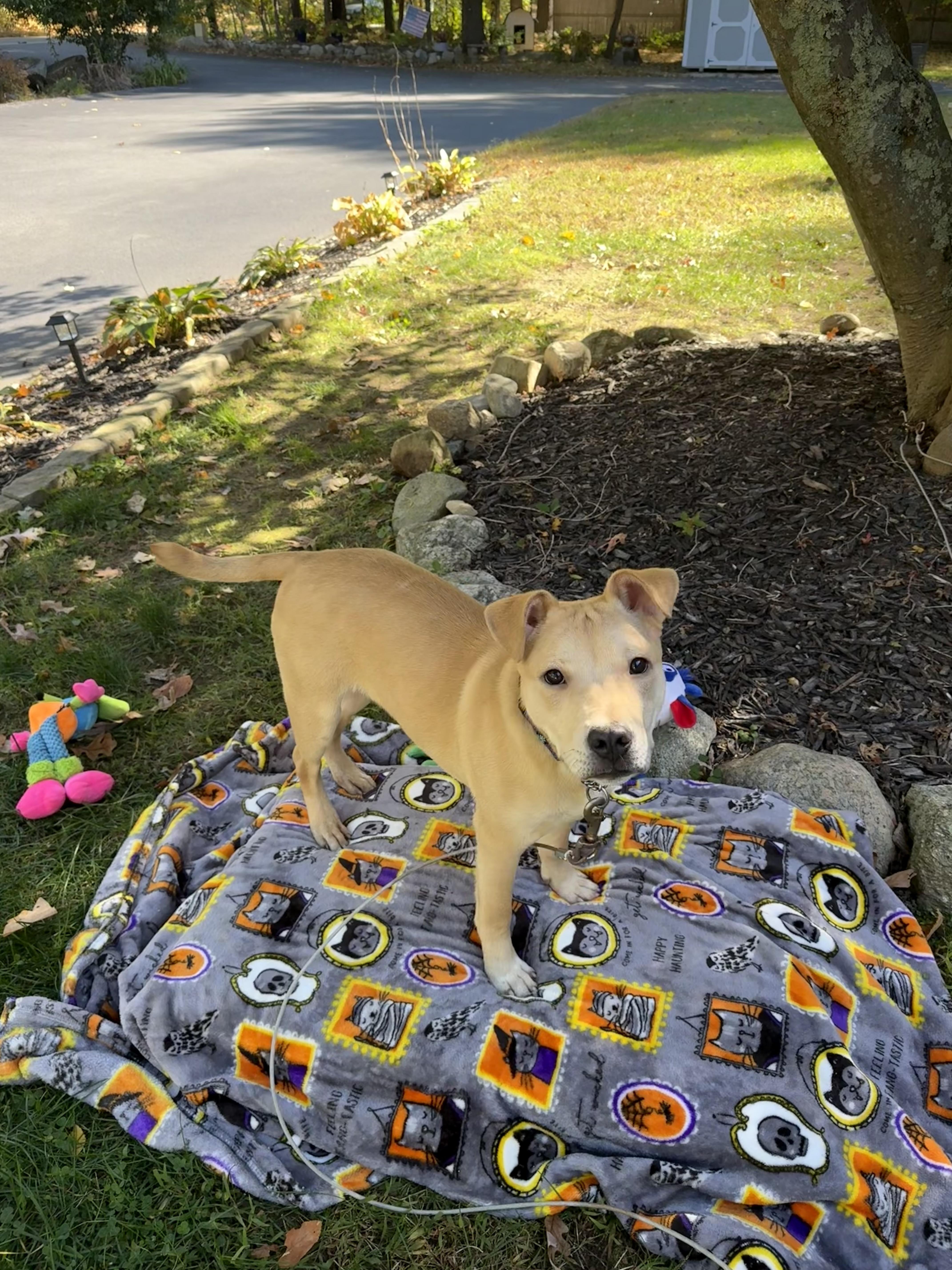 Enlarge Pico, a Adoptable mixed breed in Douglas, MA image 5/6