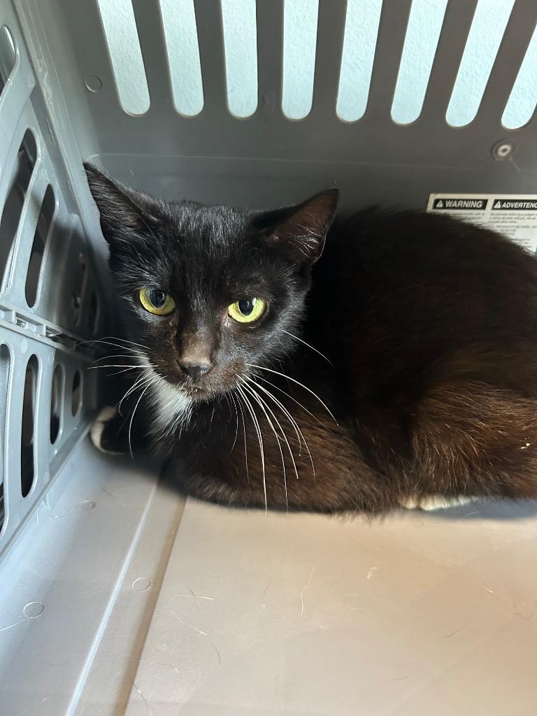 Valentina, Adoptable, Young Female Domestic Short Hair.