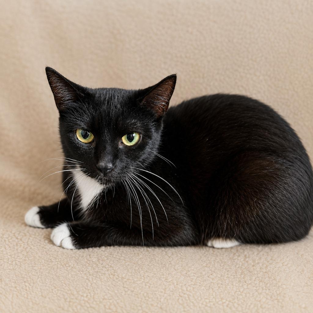 Enlarge Valentina, a Adoptable mixed breed in Gautier, MS image 2/2