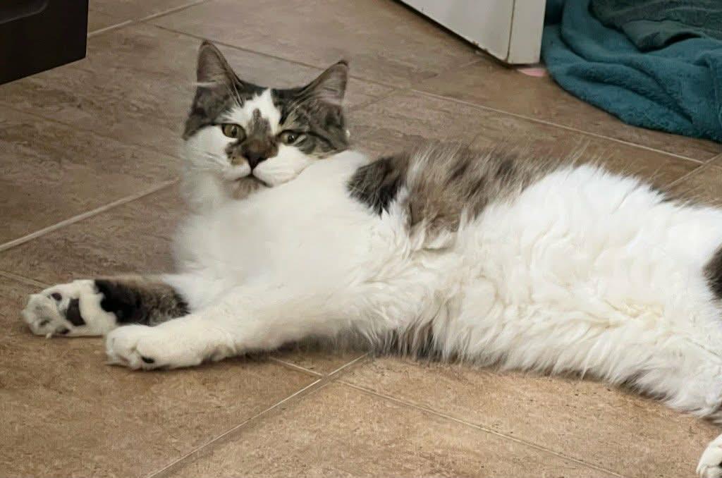 Enlarge Spruce, a ADOPTABLE Domestic Medium Hair in Brantford, ON image 3/3